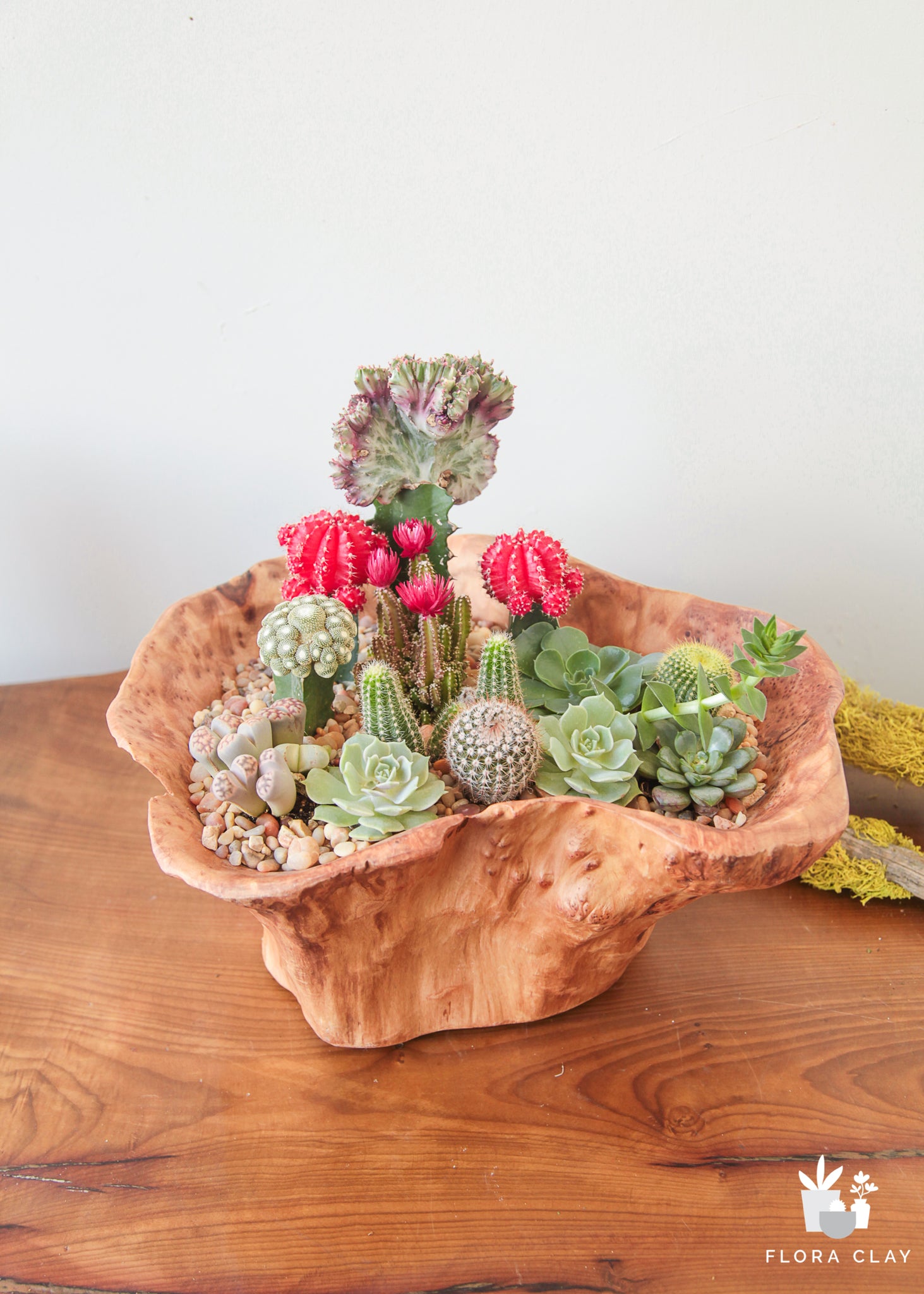 cactus and succulents together Come Together