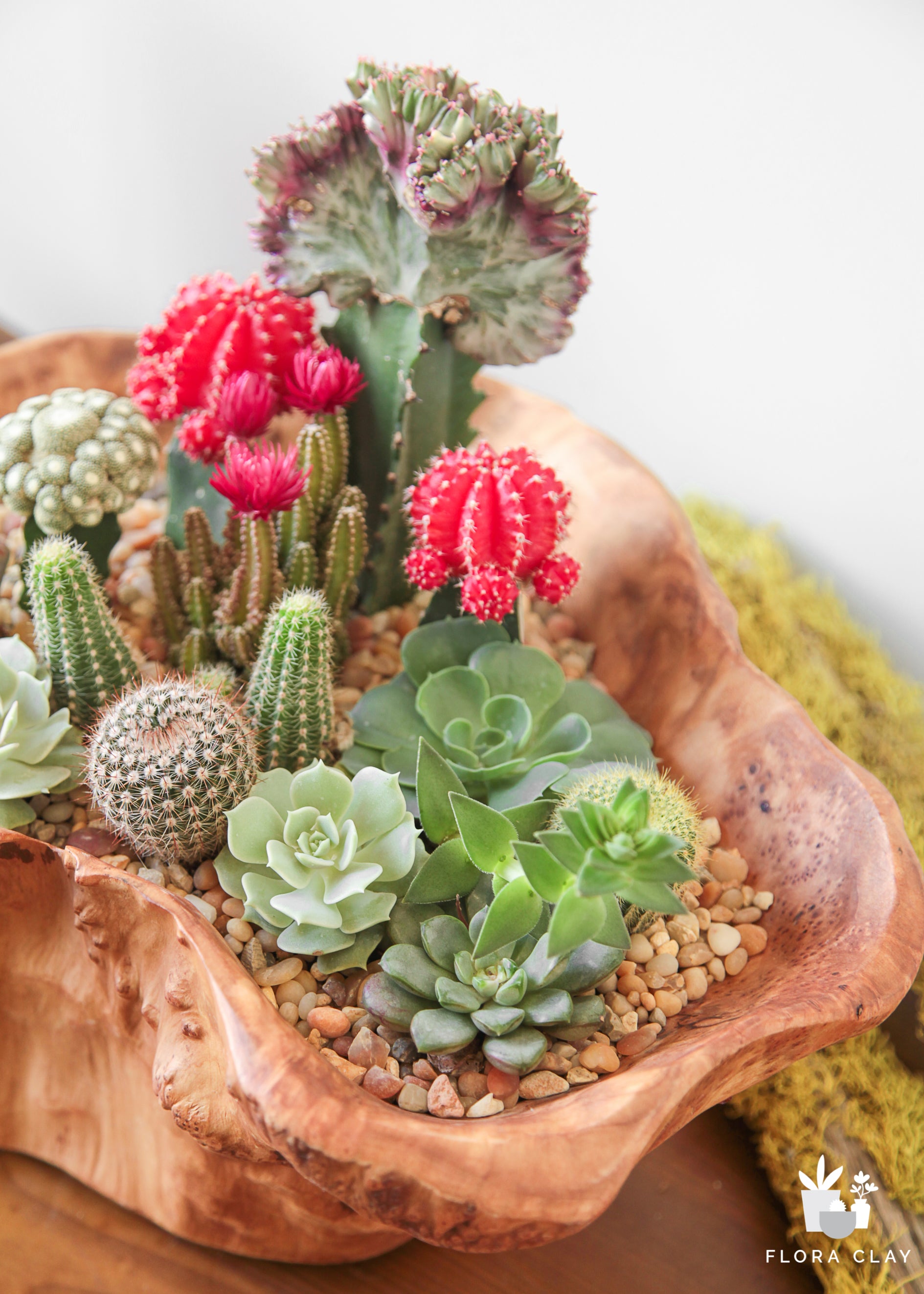 cacti and succulent Come Together