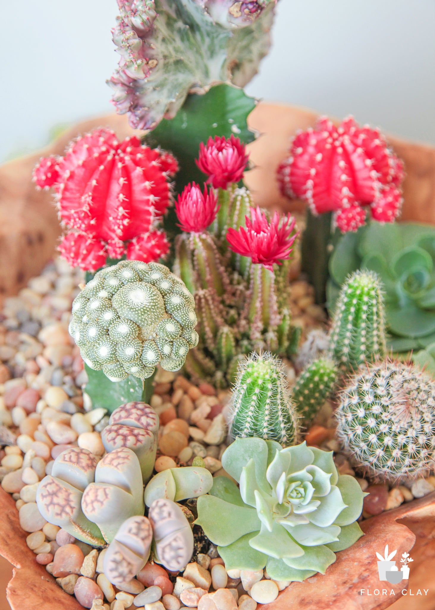 succulents and cacti arrangements Come Together