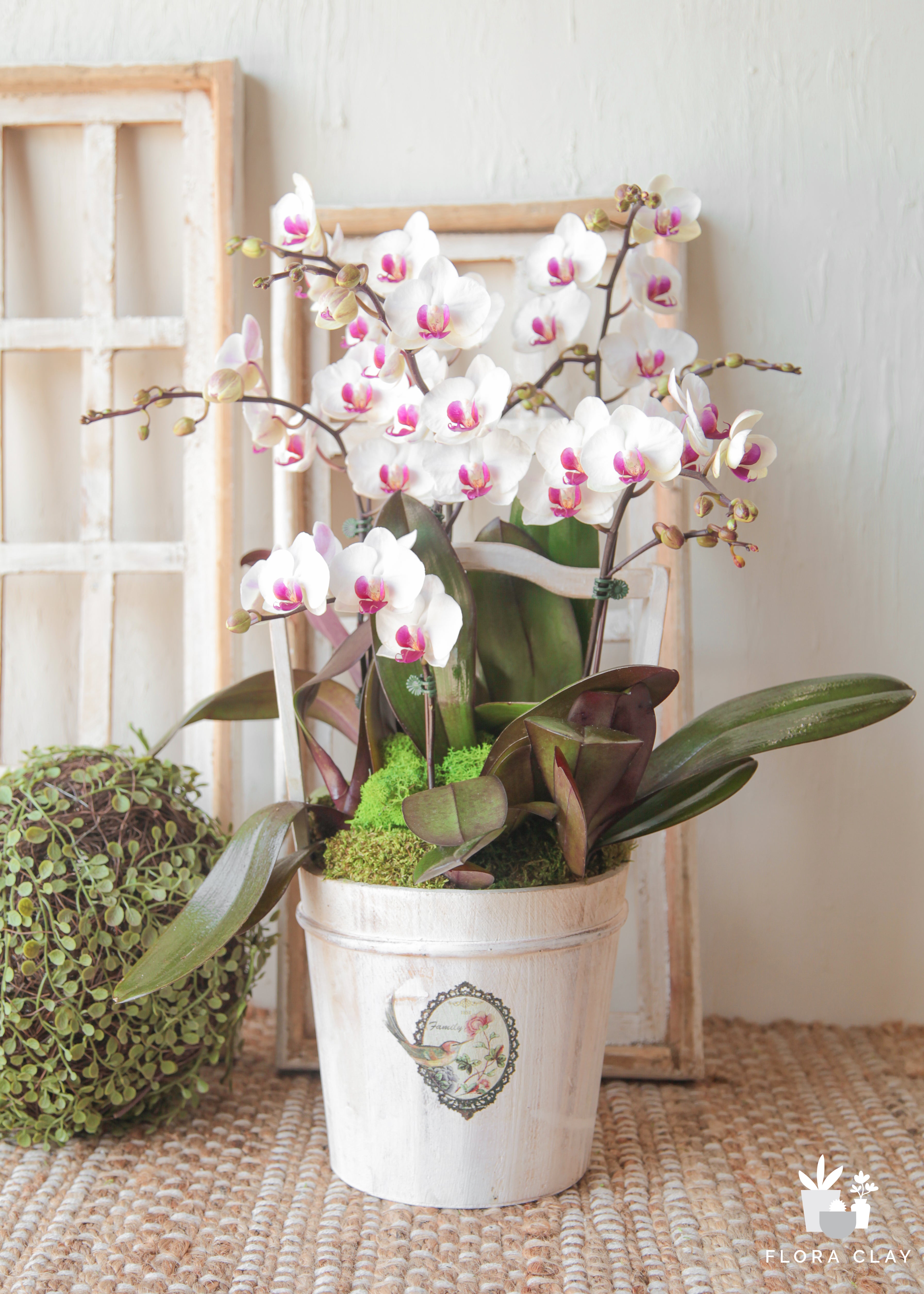 confection-orchid-arrangement-floraclay-1.jpg