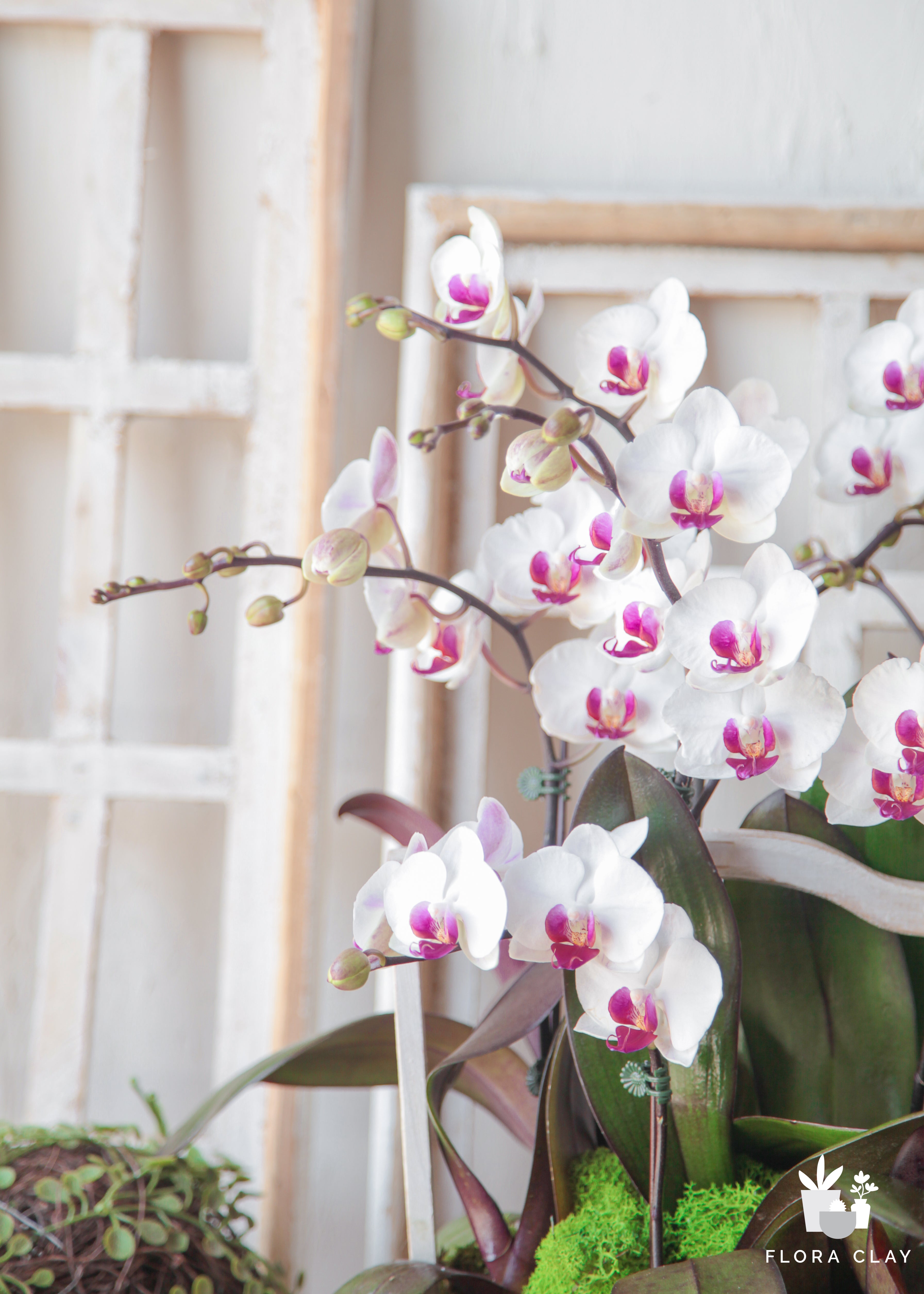 confection-orchid-arrangement-floraclay-2.jpg