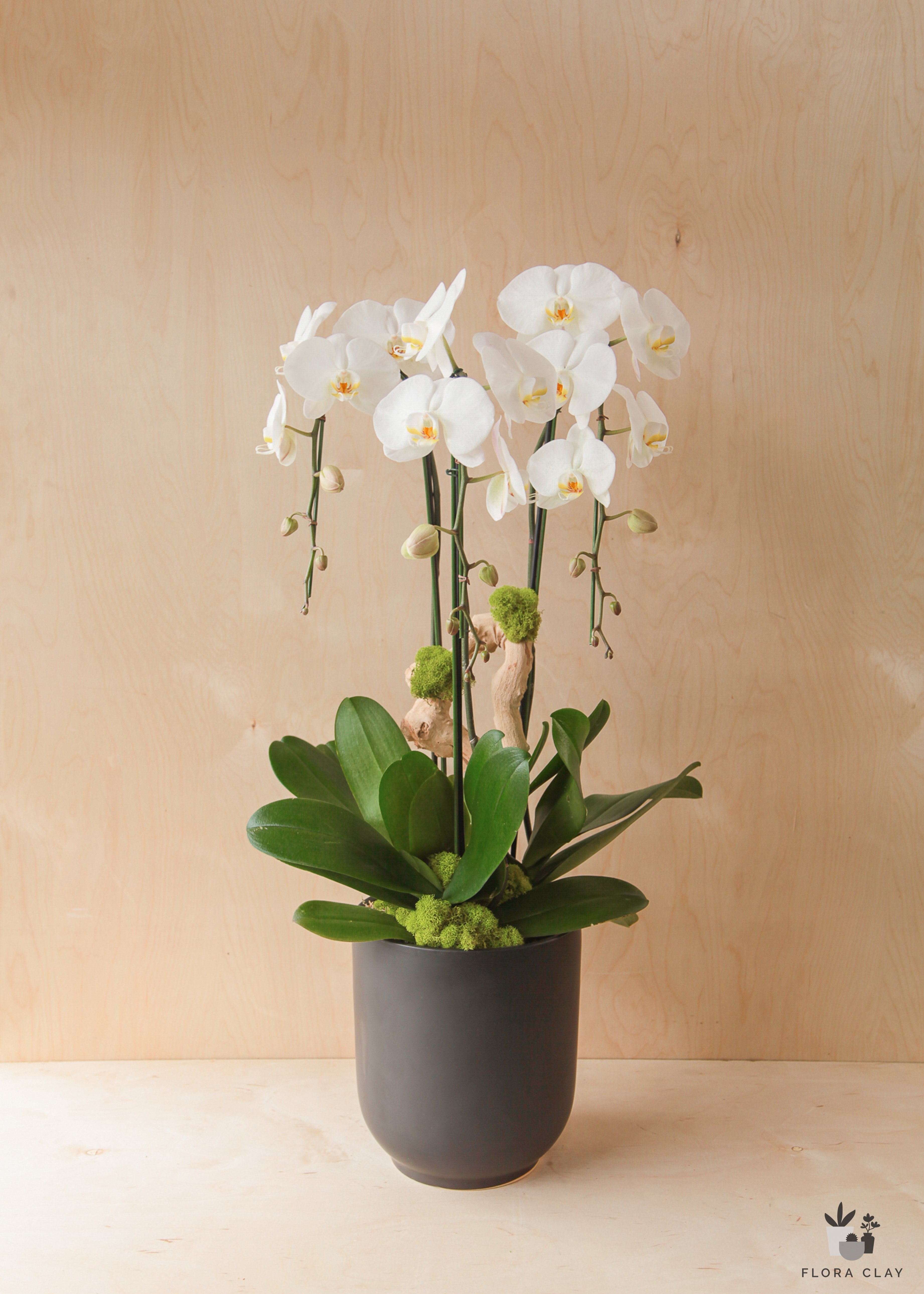 contrast-orchid-arrangement-floraclay-3.jpg