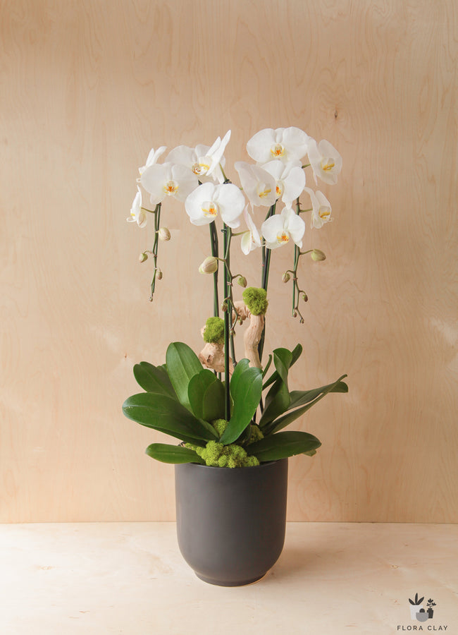 Contrast white orchid arrangement in a dark ceramic pot by Flora Clay