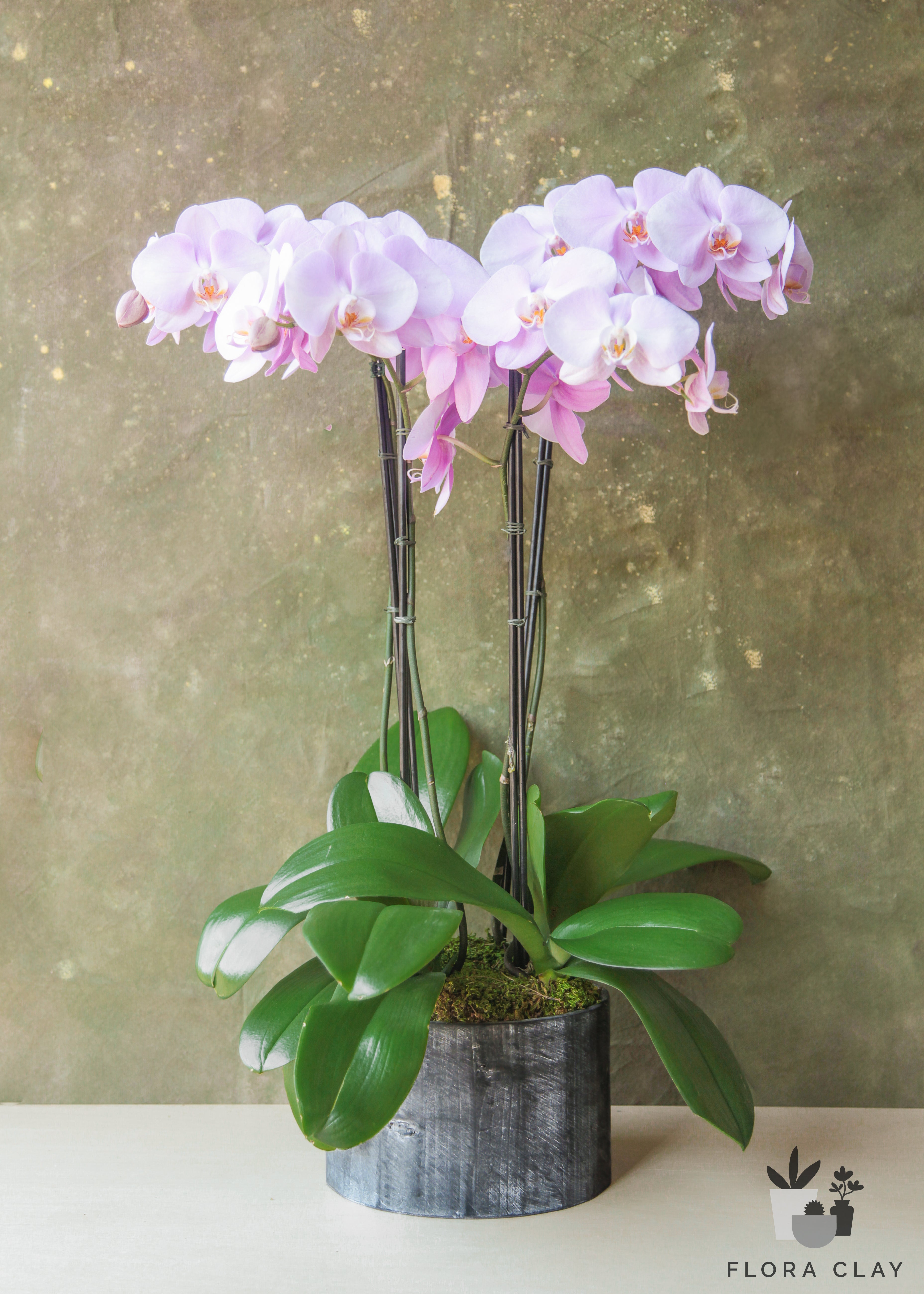 creamberry-orchid-arrangement-floraclay-1.jpg