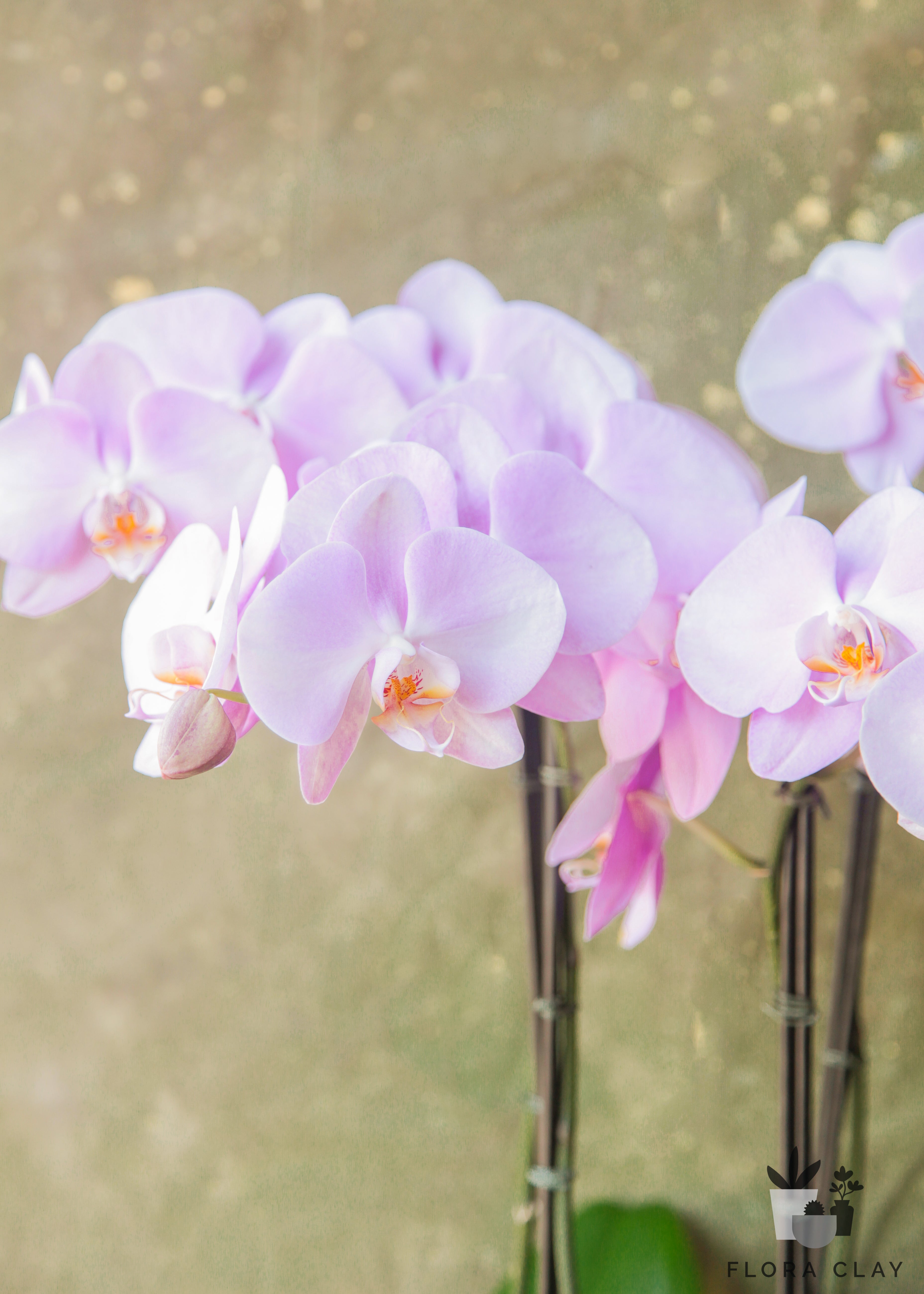 creamberry-orchid-arrangement-floraclay-2.jpg