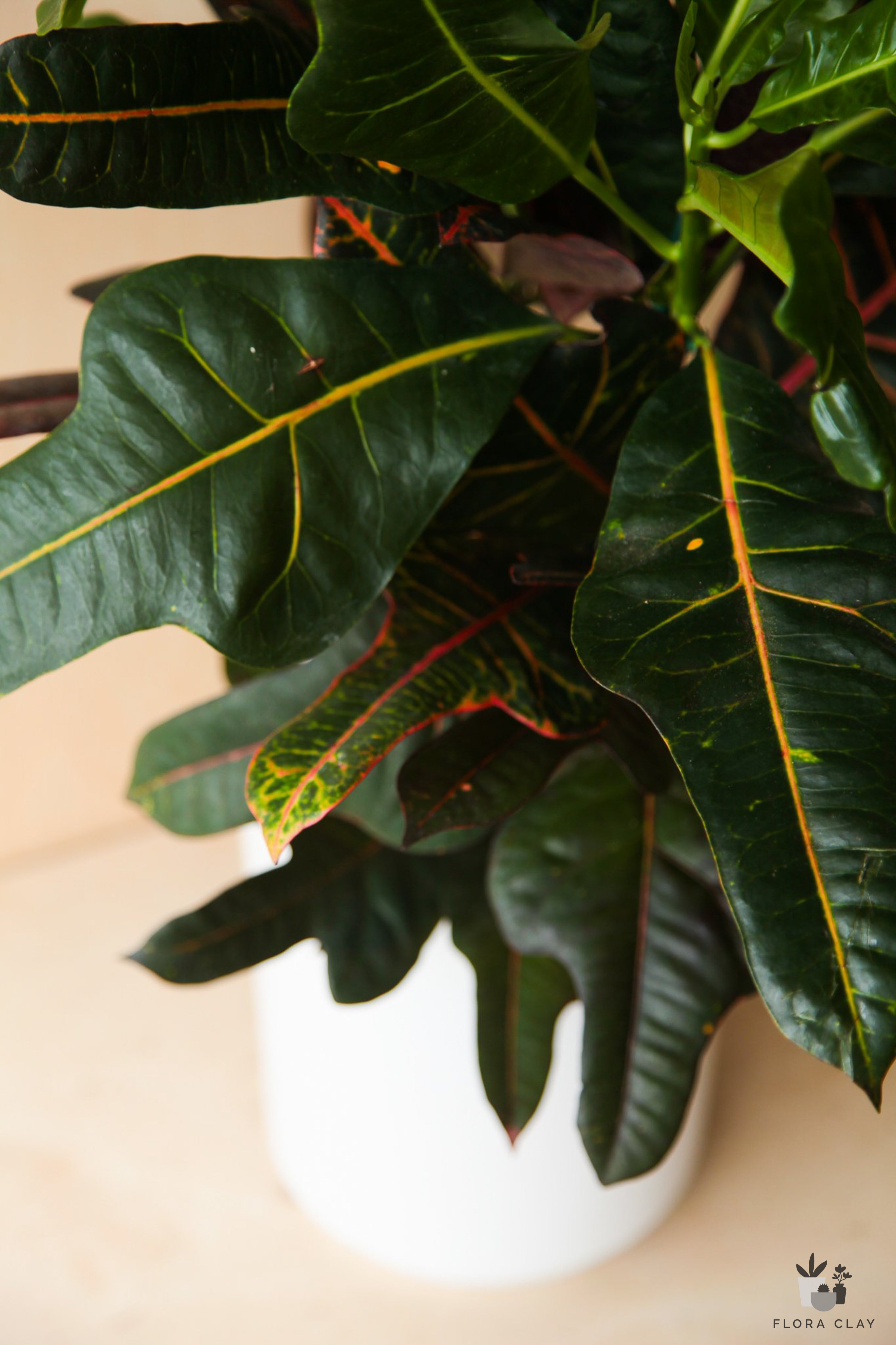Croton Excellent