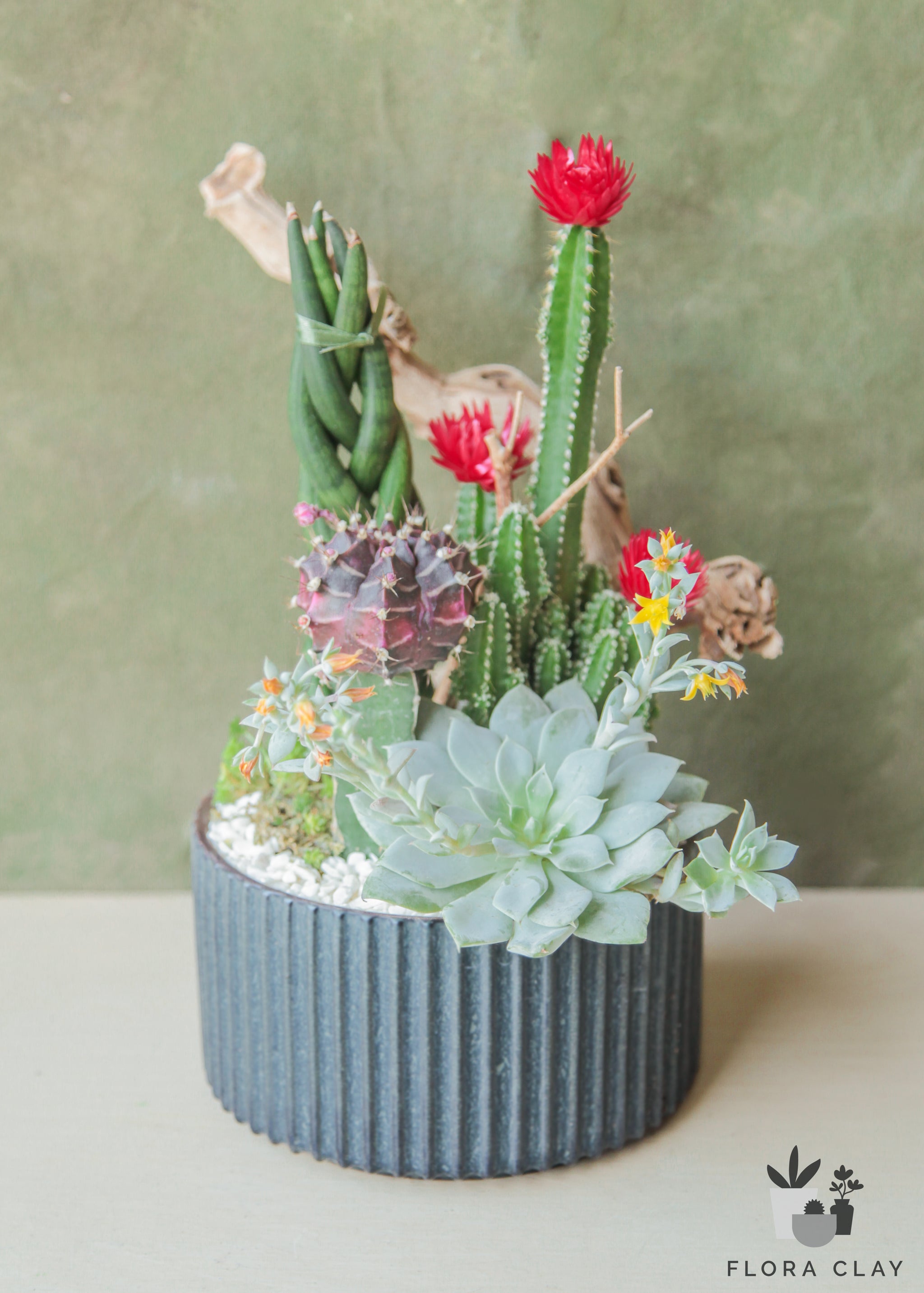 cupcake succulents plants Cupcake