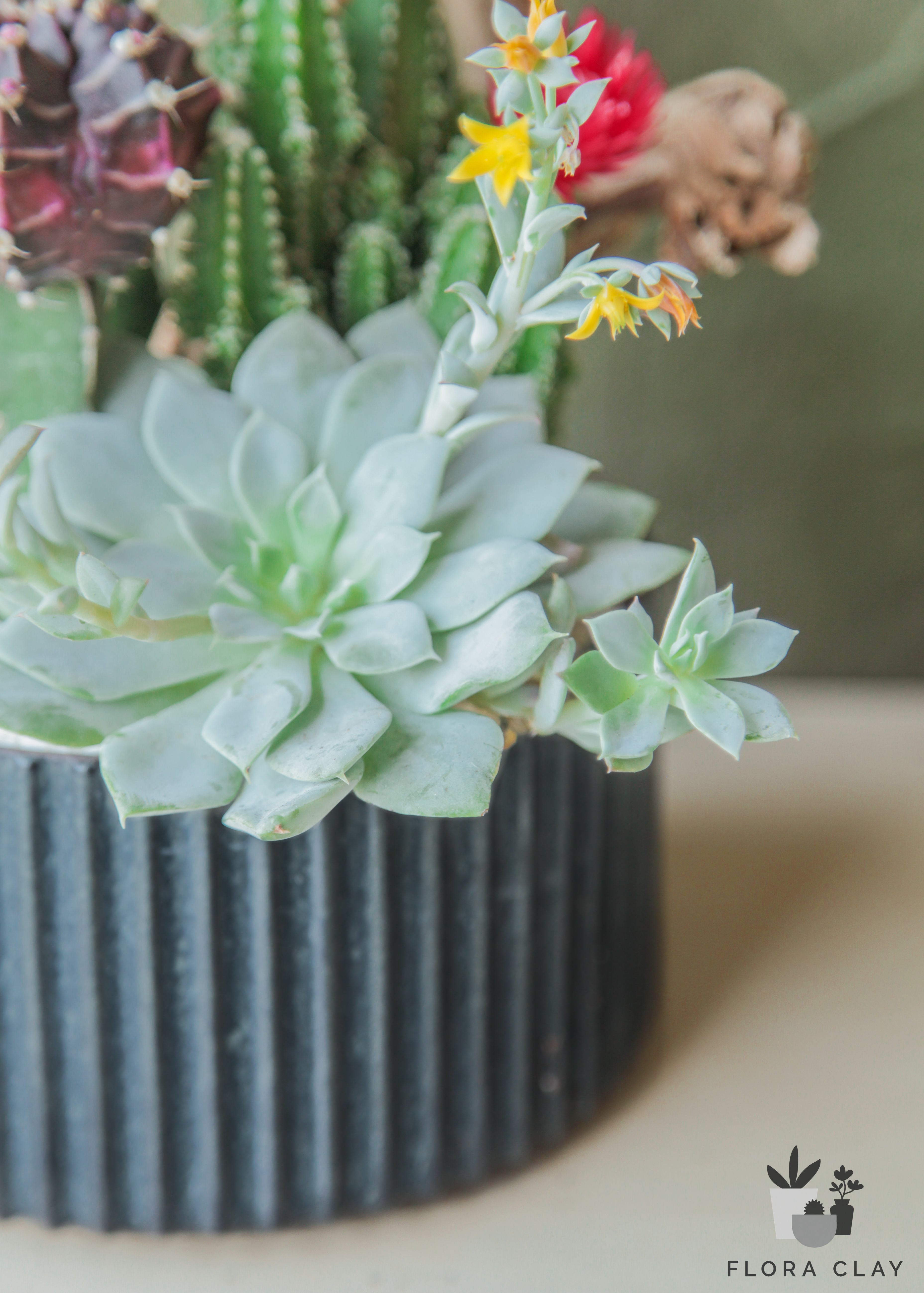 cupcake succulents plants Cupcake