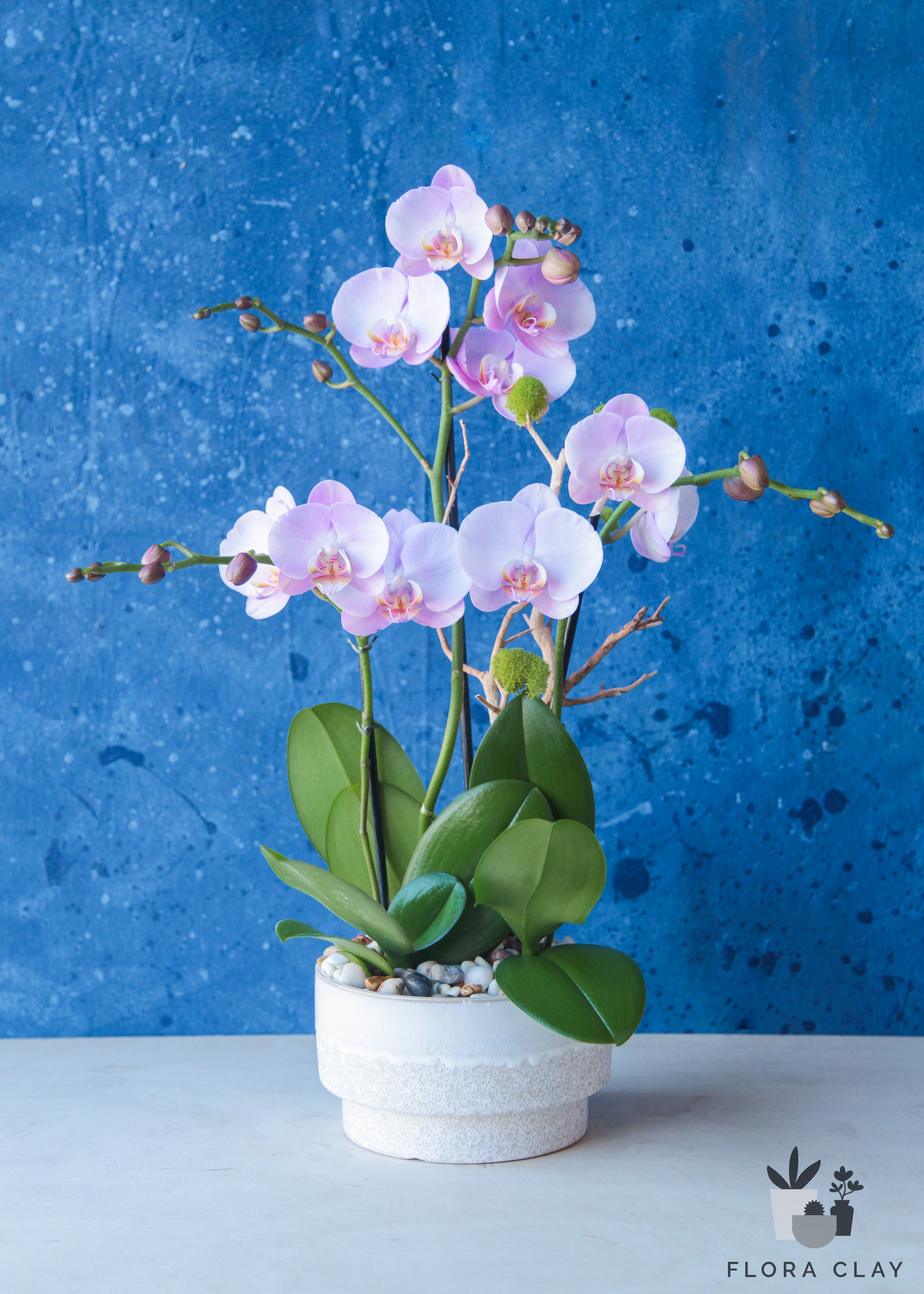 cupid-orchid-arrangement-floraclay-1.jpg