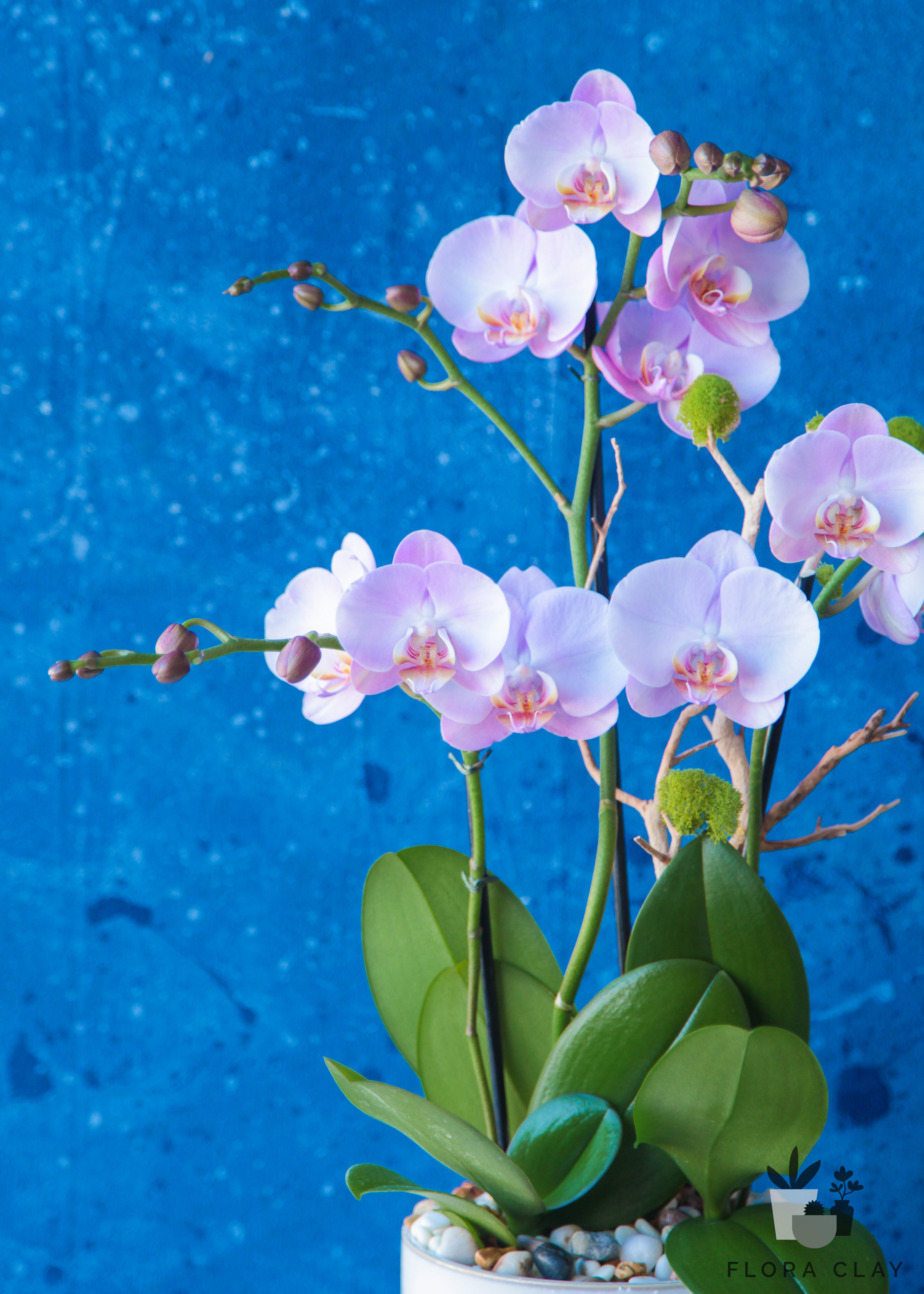 cupid-orchid-arrangement-floraclay-2.jpg