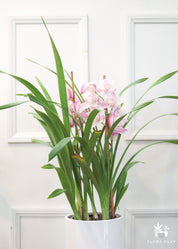 cymbidium orchids