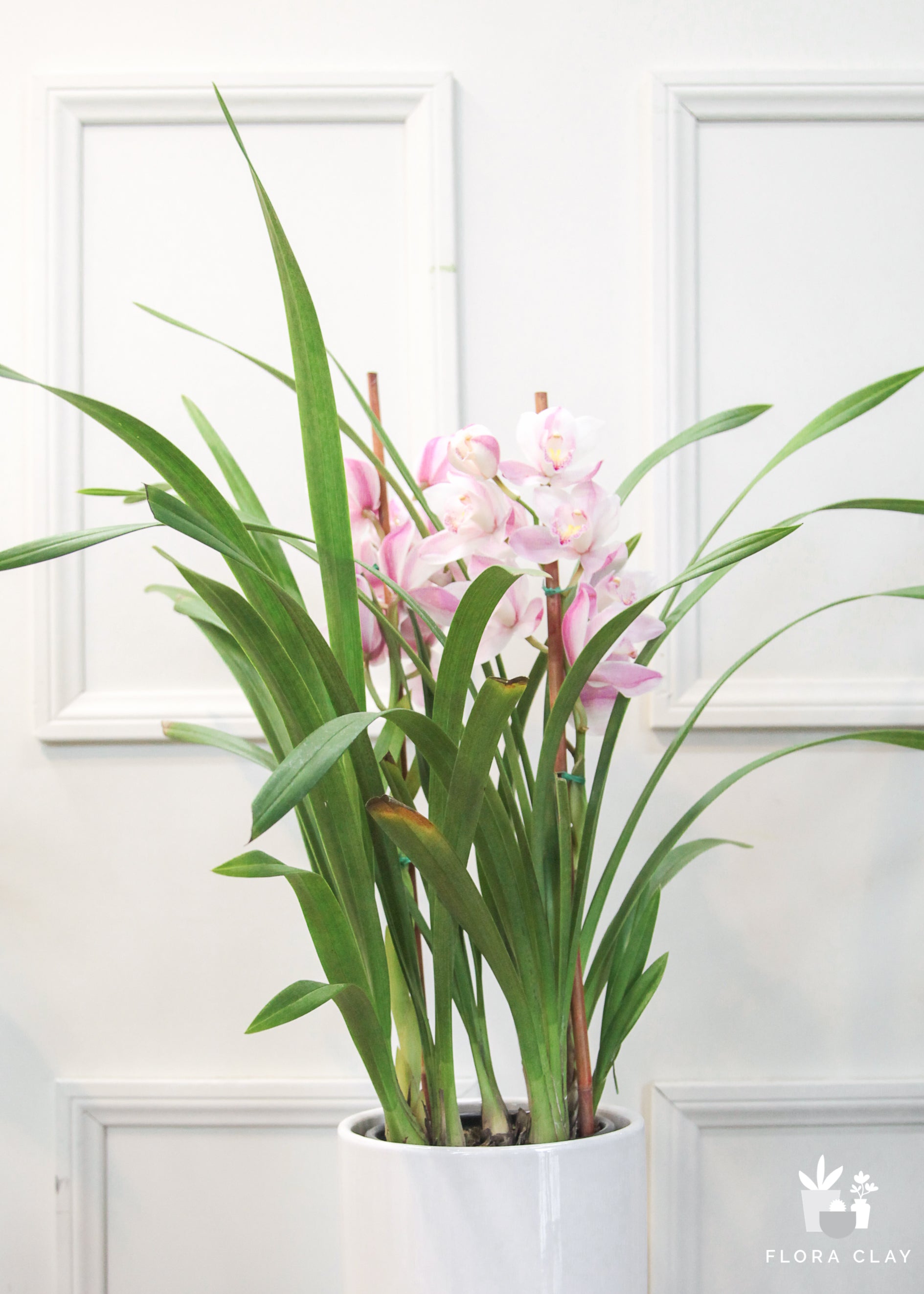 cymbidium orchids