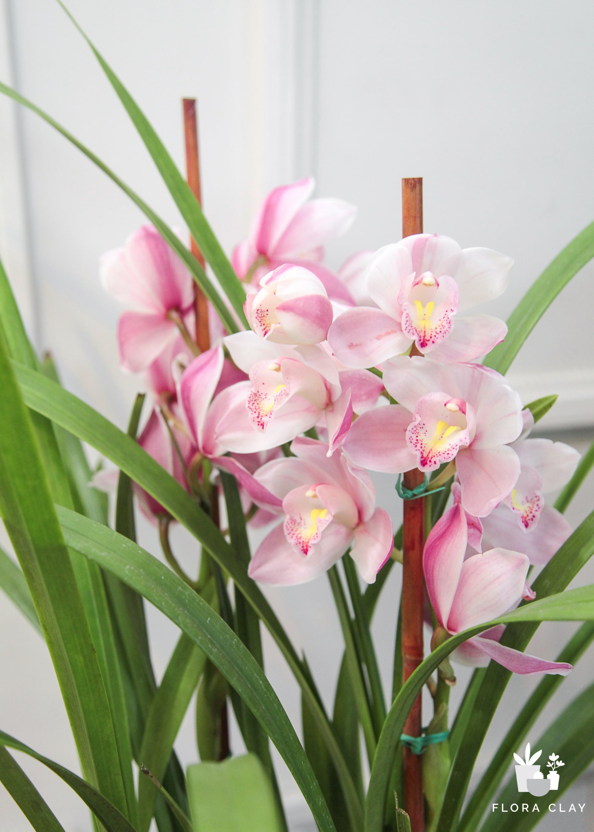 cymbidium orchids 3