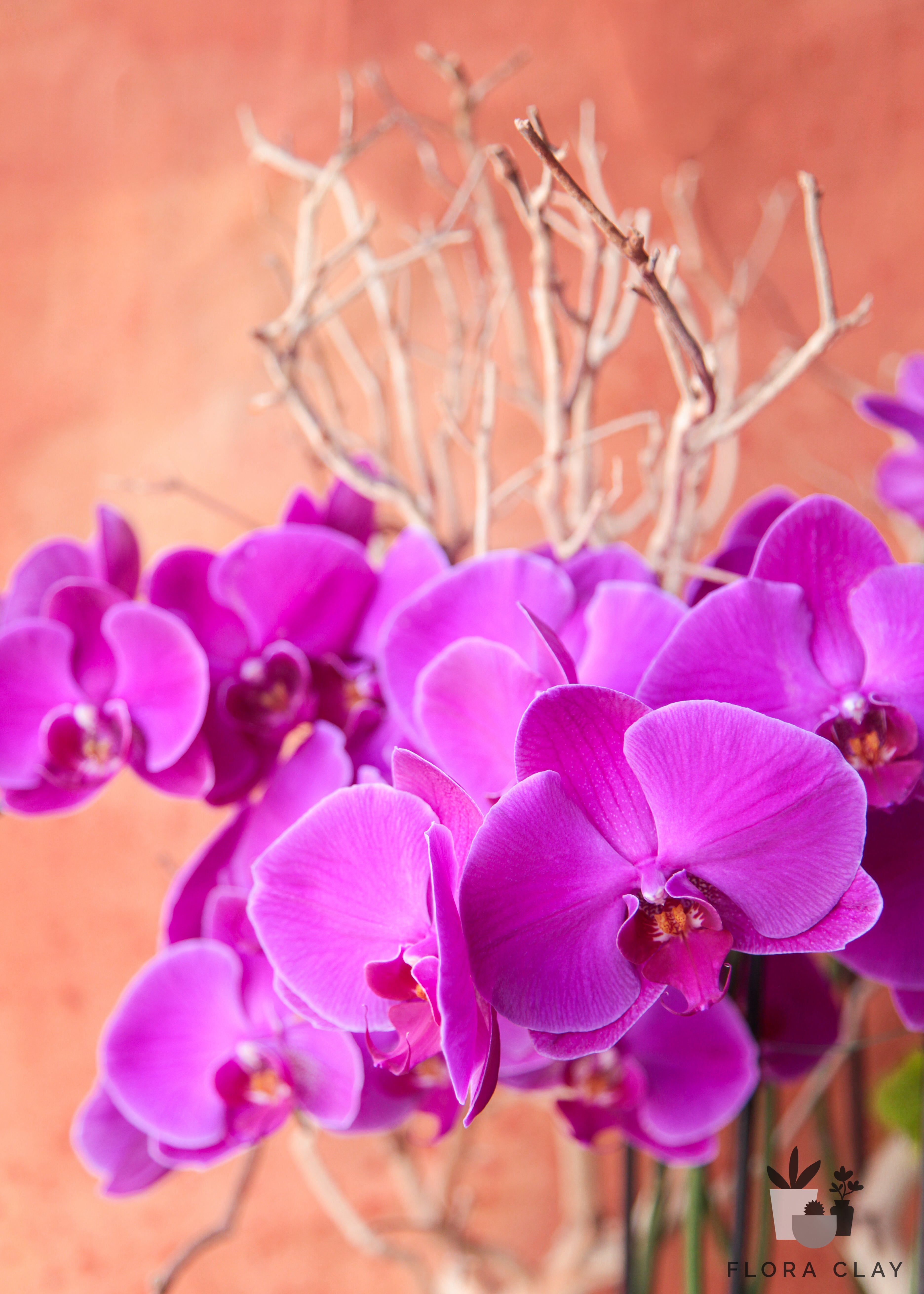 dancing-queen-orchid-arrangement-floraclay-2.jpg