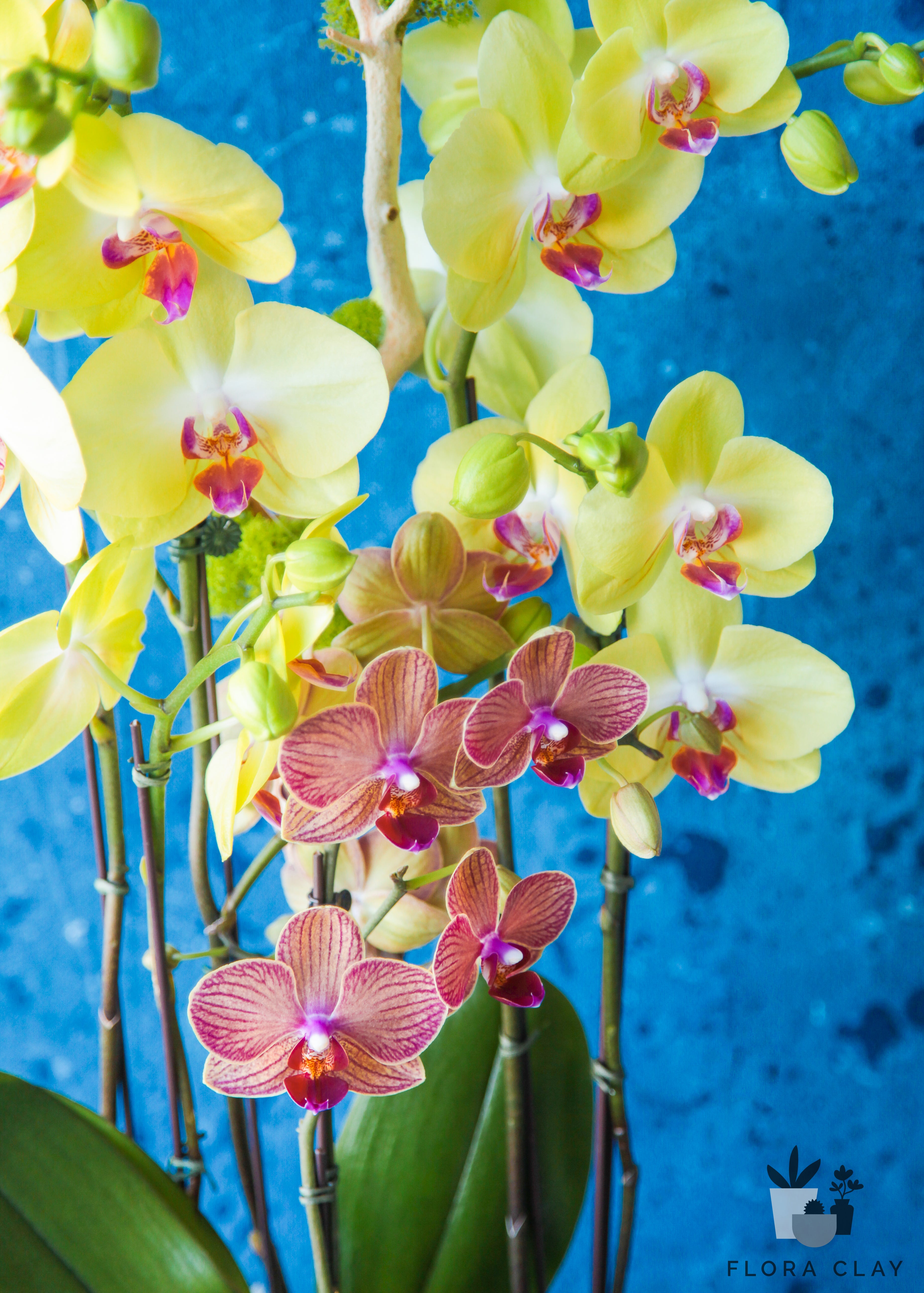 day-brighter-orchid-arrangement-floraclay-3.jpg