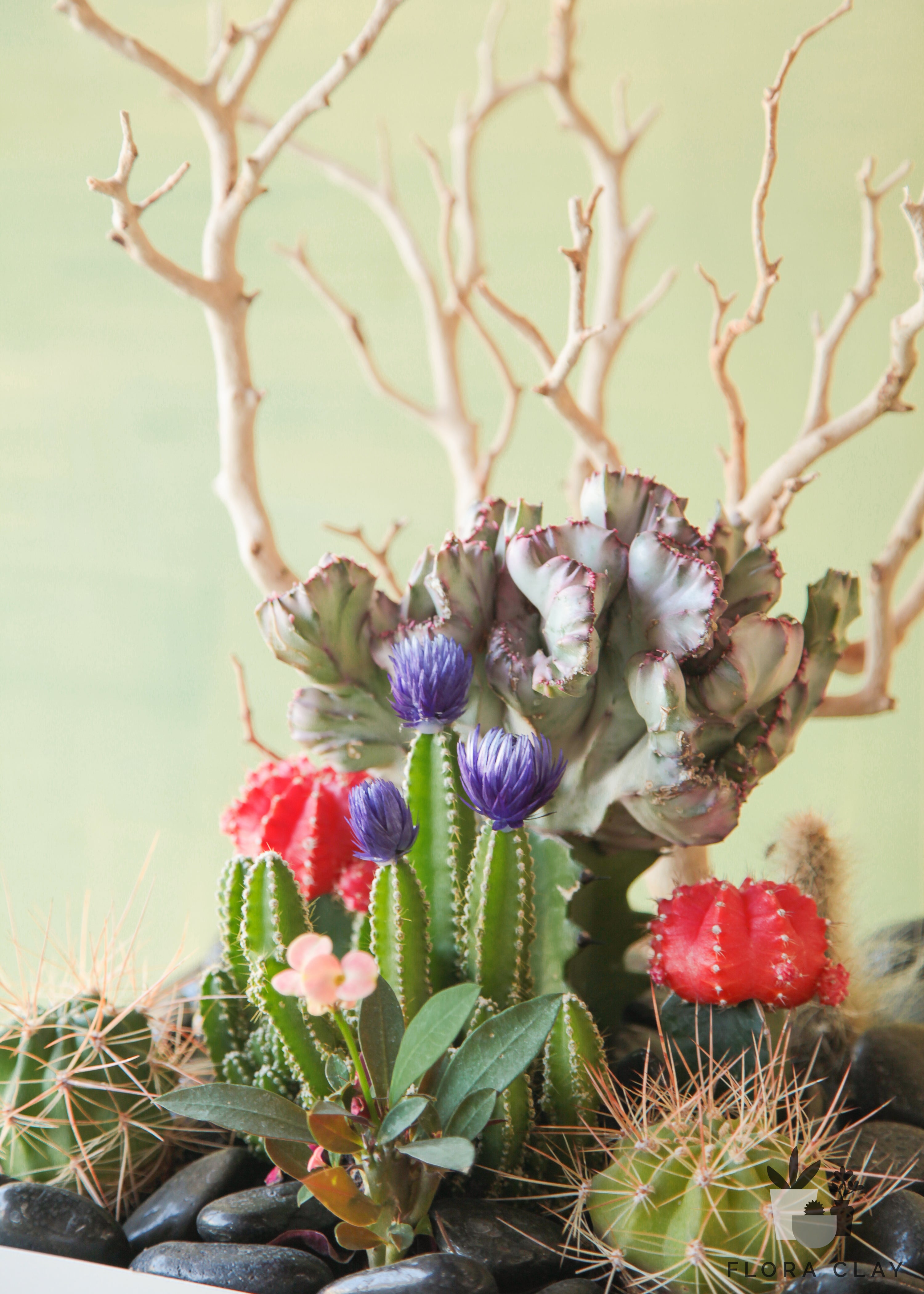 Desert Jewel