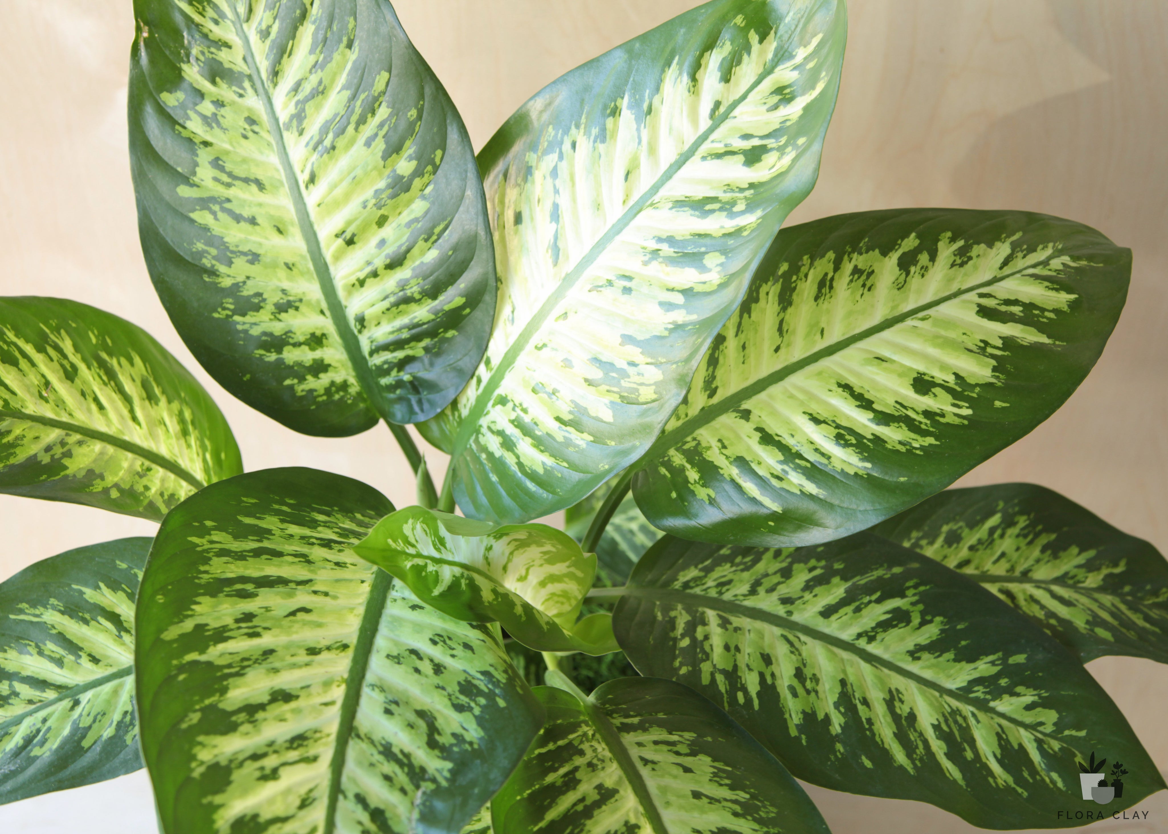 tropic snow dieffenbachia Dieffenbachia Tropic Snow in Blue Grey
