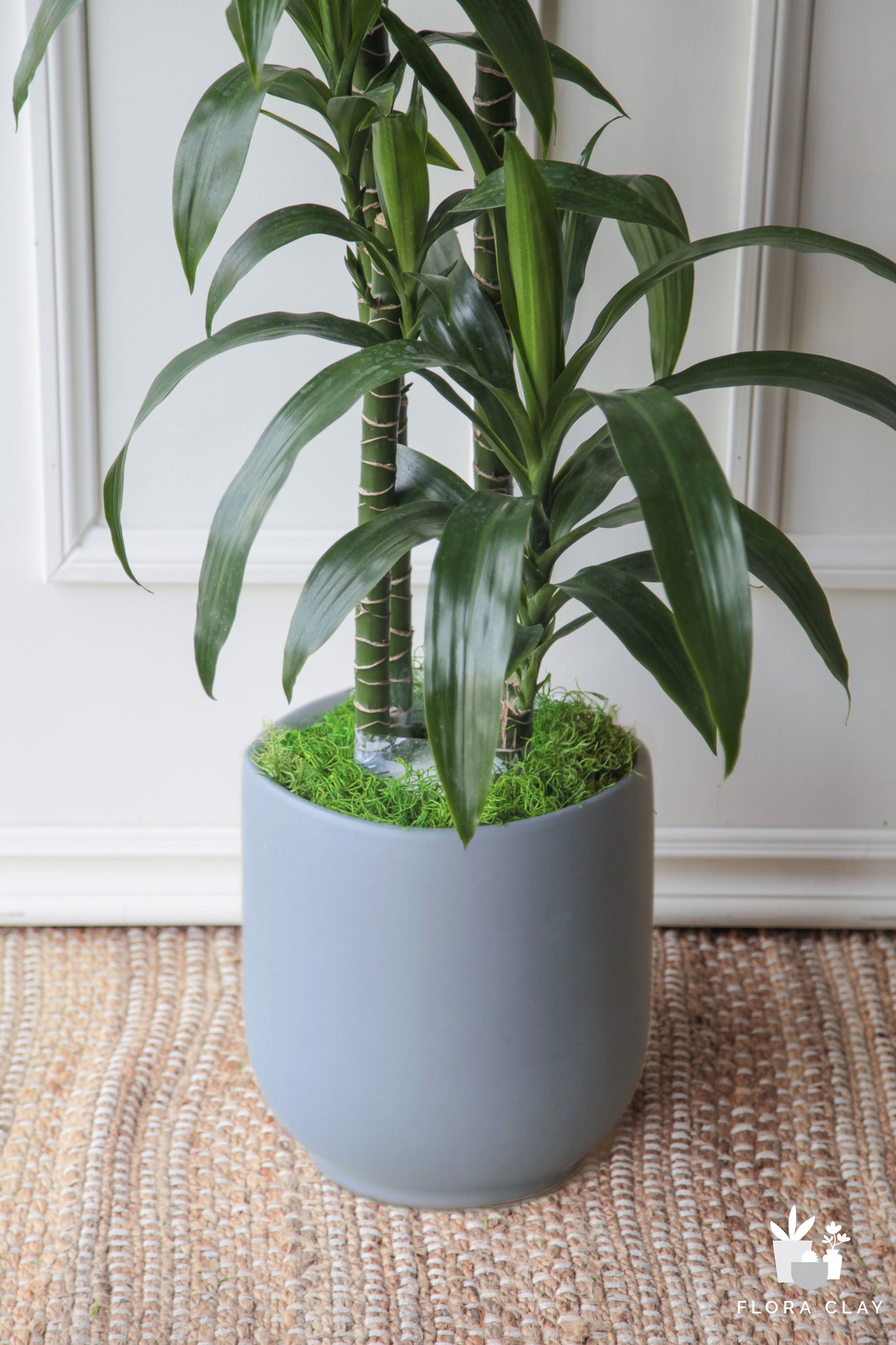 dracaena elegance Dracaena Elegance 4 Cane in Blue grey