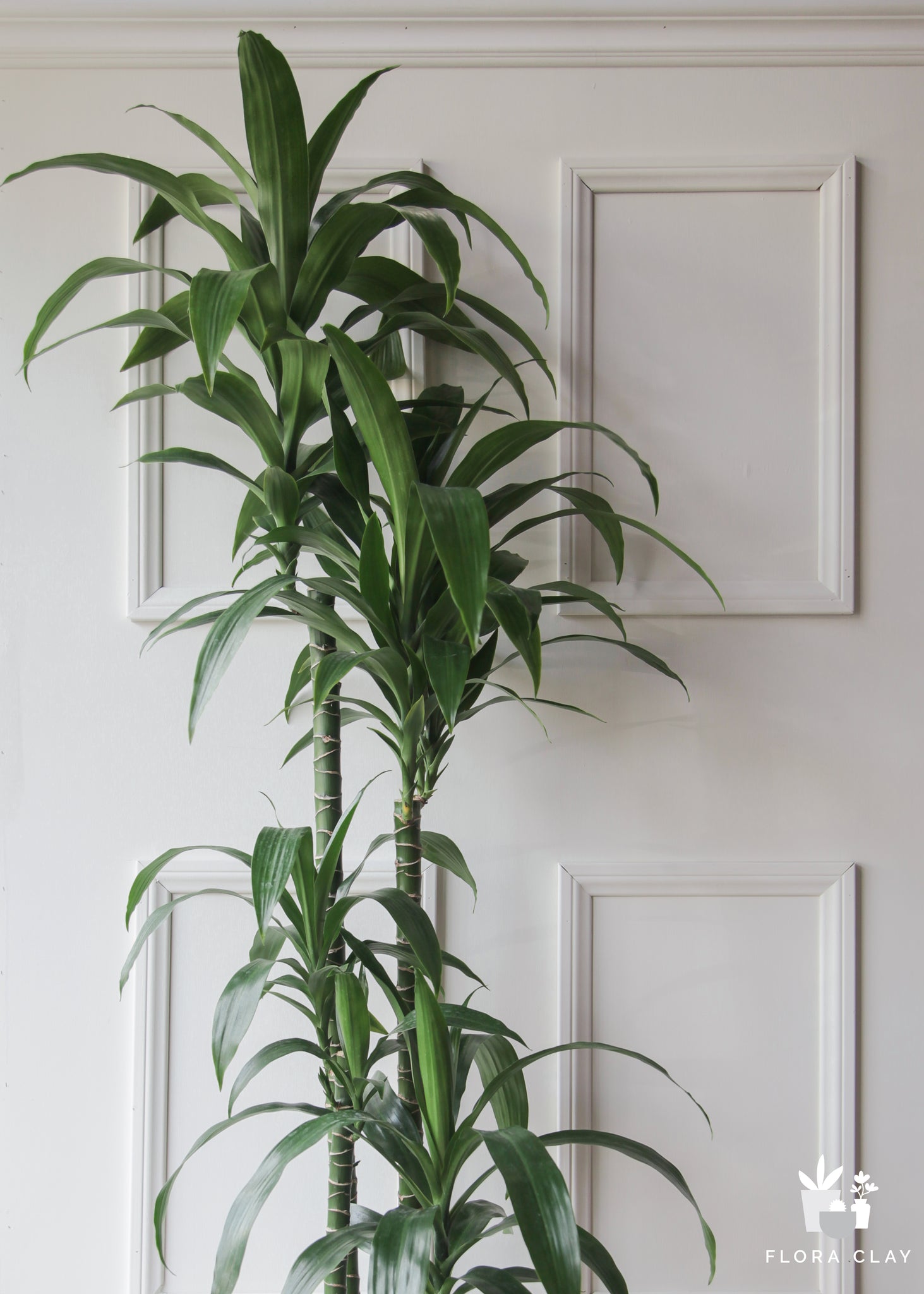 dracaena fragrantissima Dracaena Elegance 4 Canes In White Ceramic