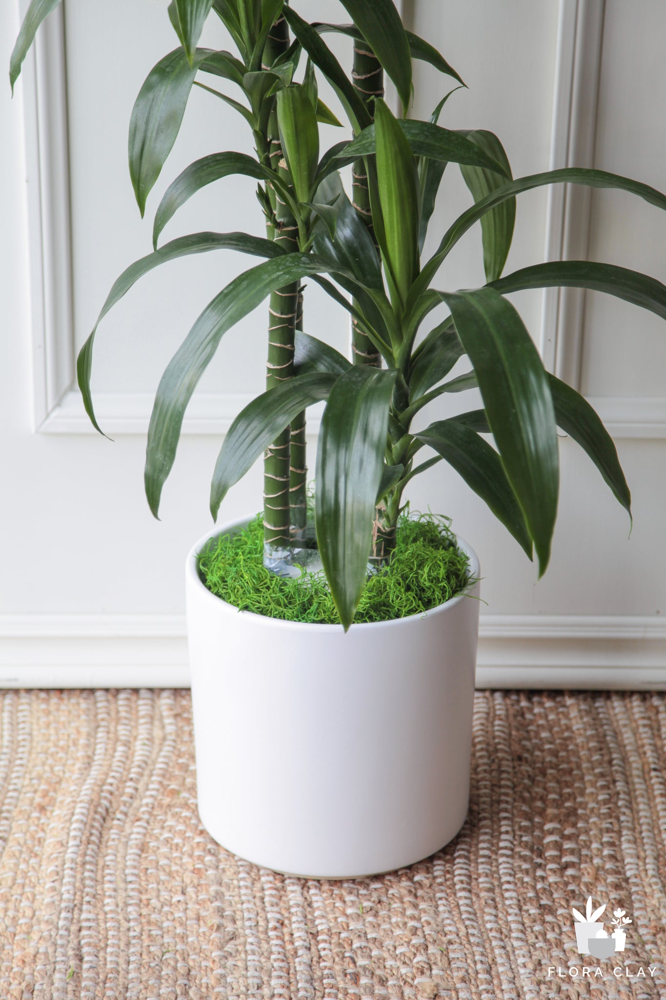 dracaena white bird cane Dracaena Elegance 4 Canes In White Ceramic