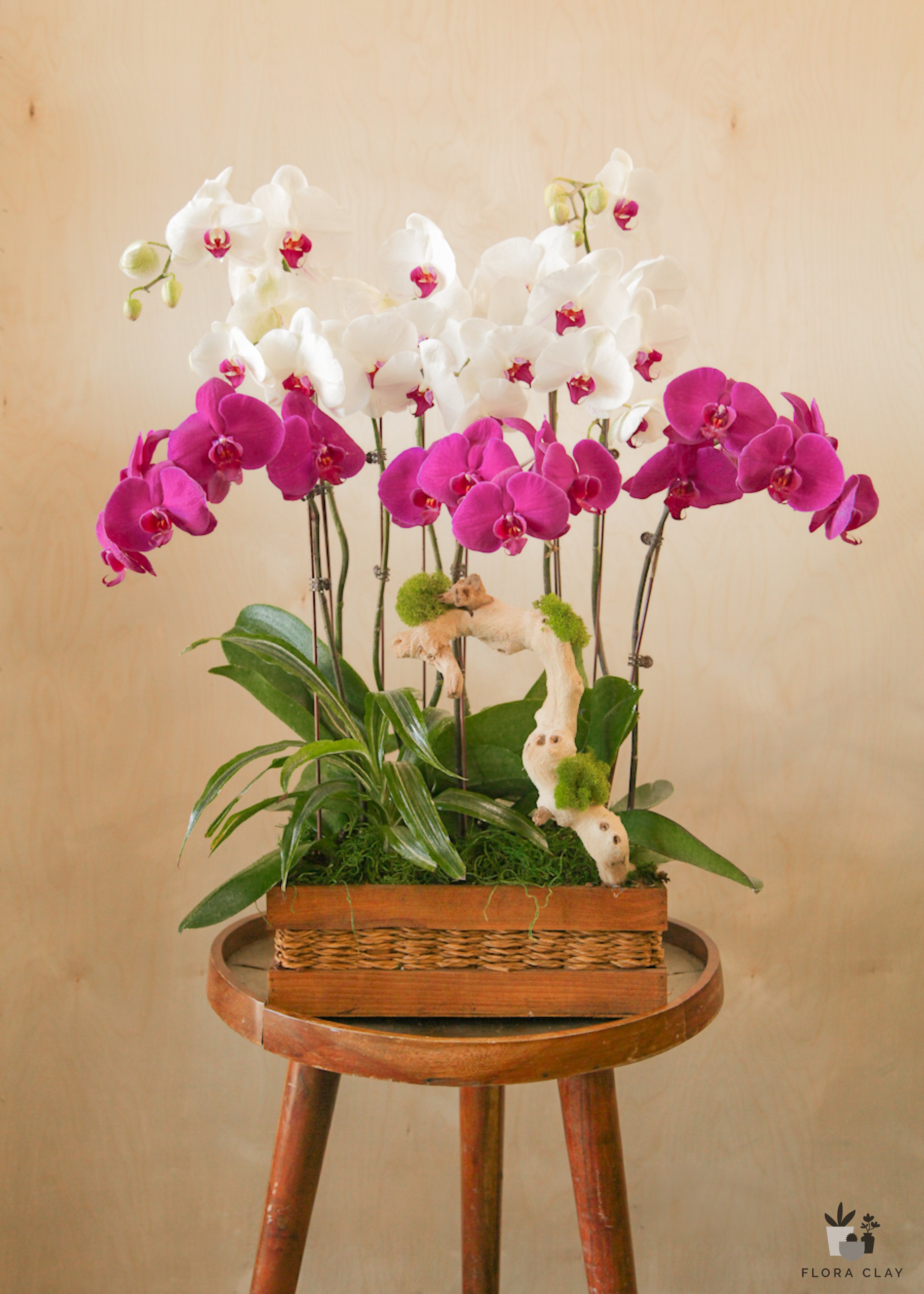 duet-orchid-arrangement-floraclay-1.jpg