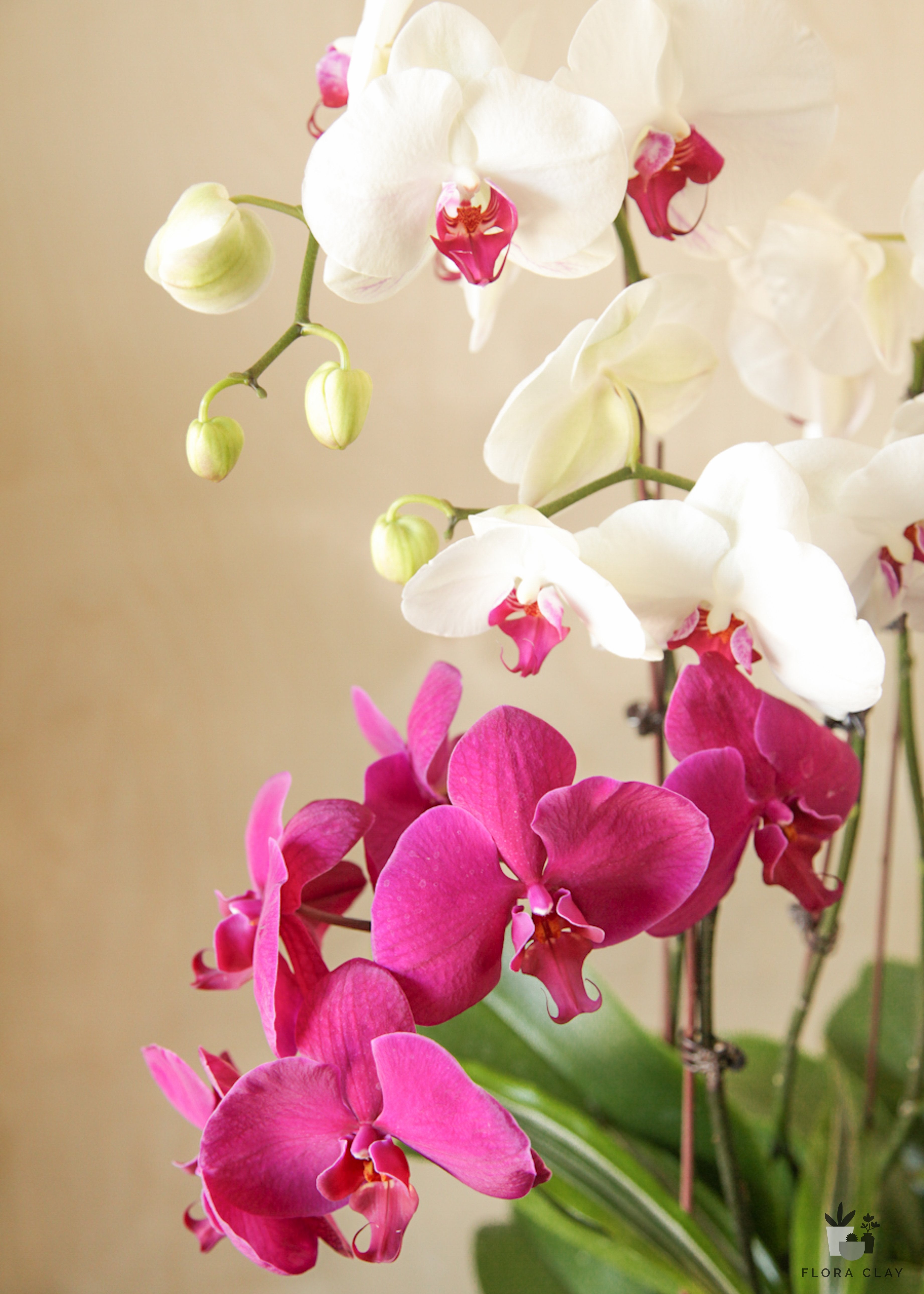 Phalaenopsis Duet Orchid Plant
