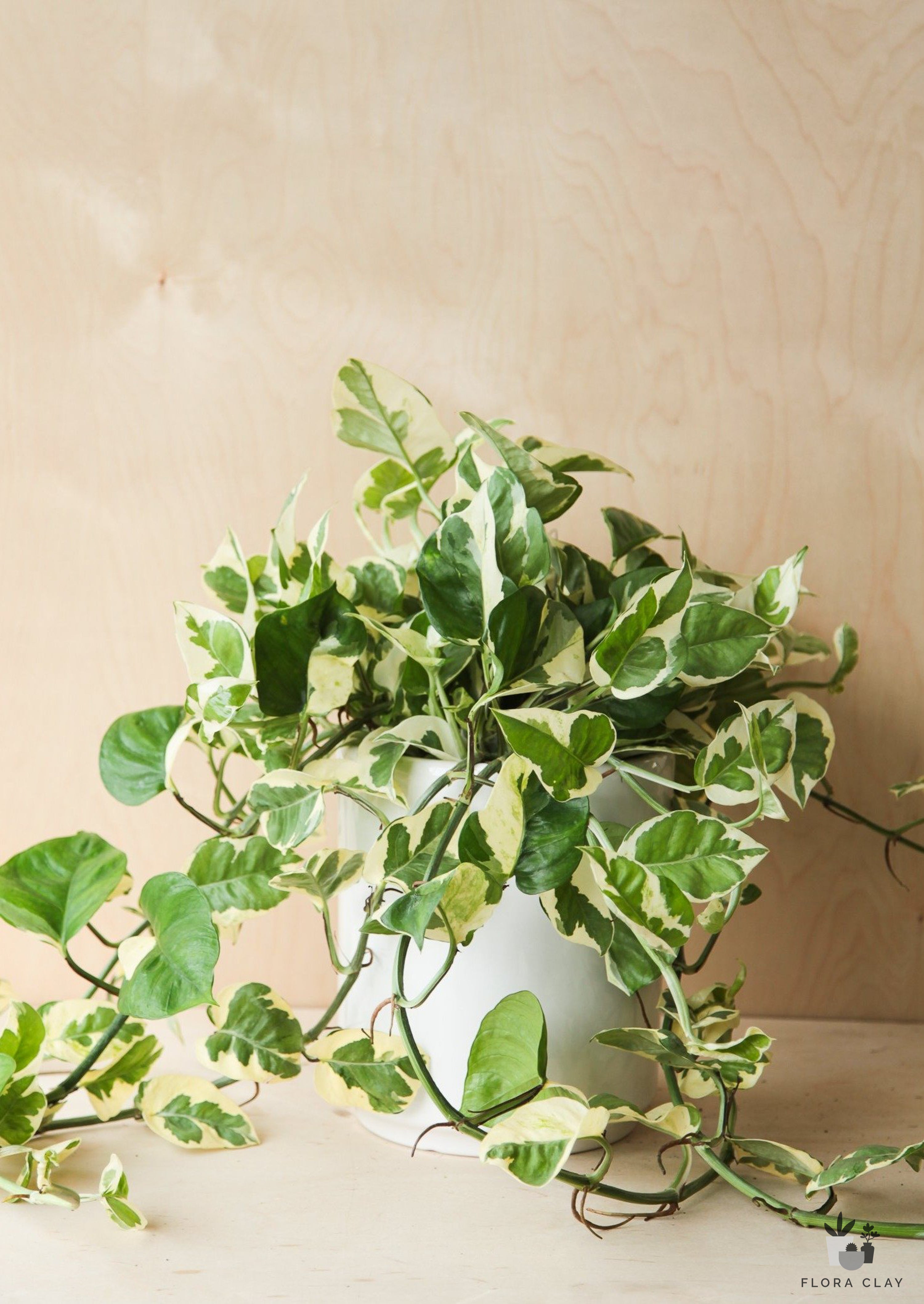 Epi Pothos N'Joy