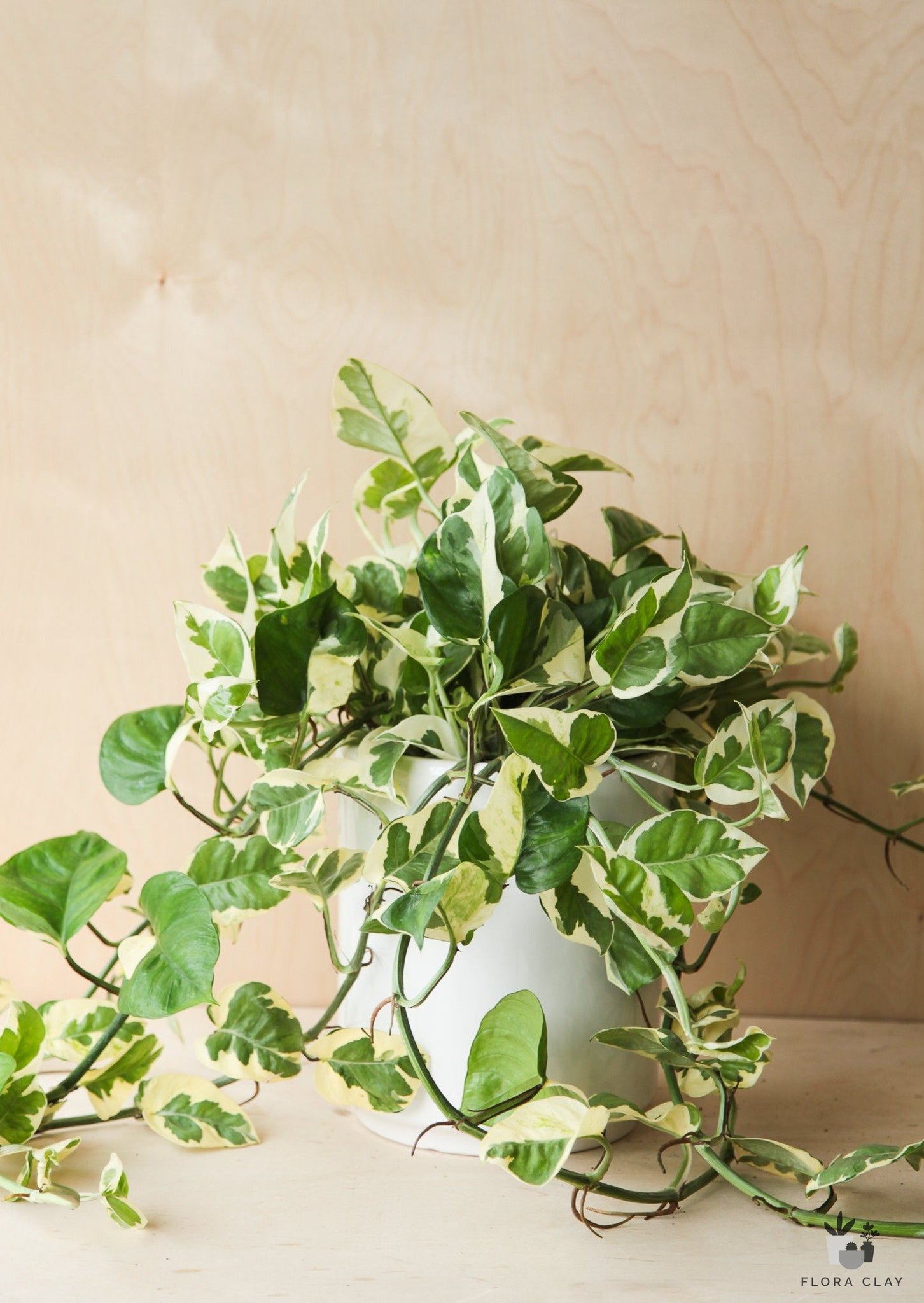 pothos arrangement Epi Pothos N'Joy