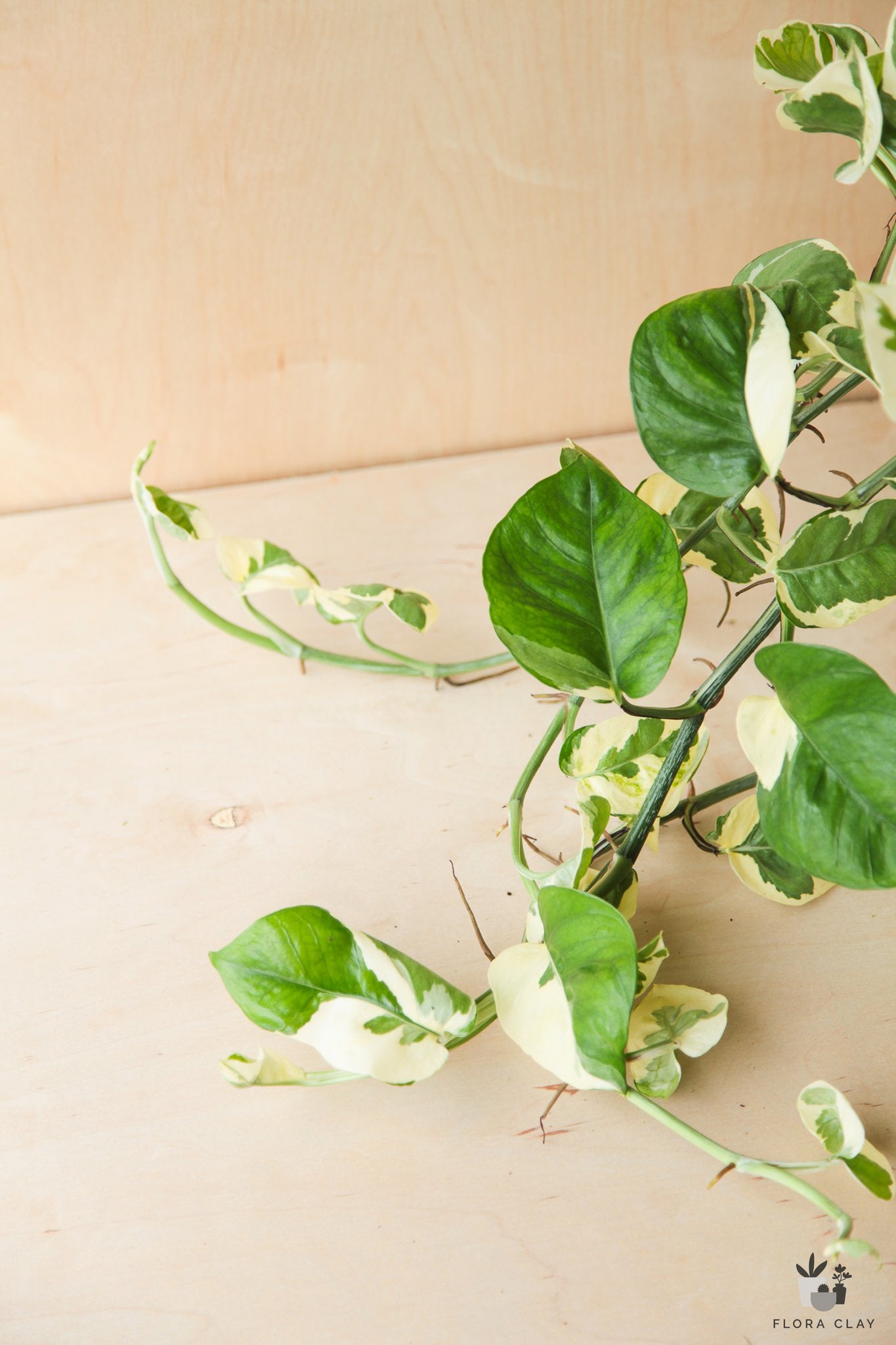 epi pothos Epi Pothos N'Joy
