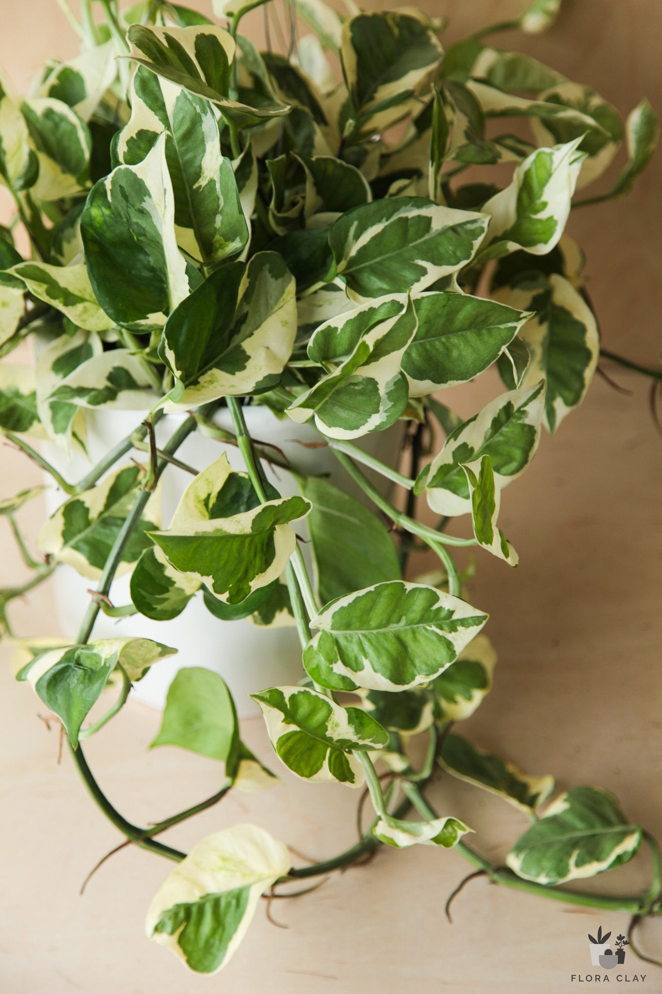 n joy pothos plant Epi Pothos N'Joy