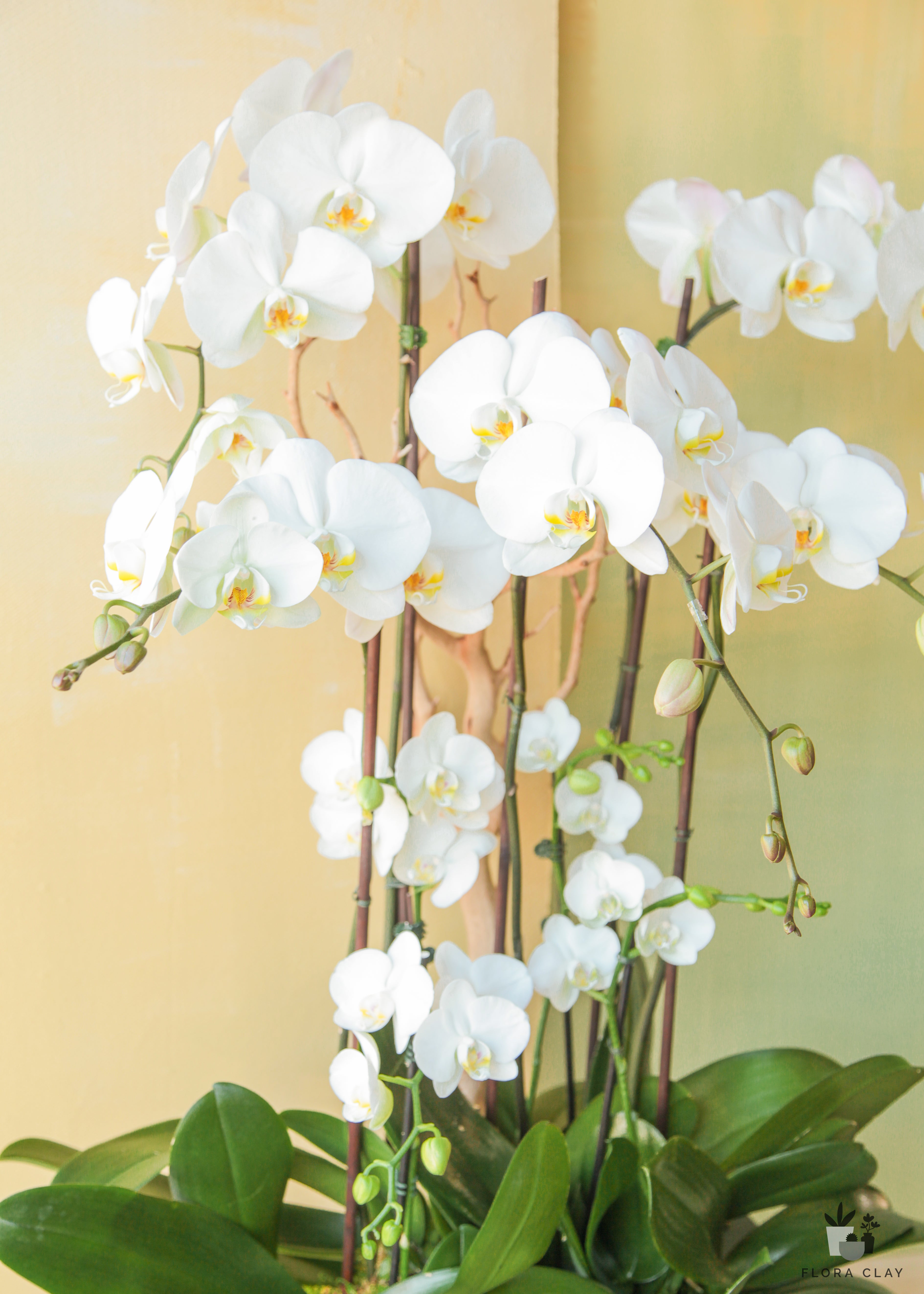 eternity-orchid-arrangement-floraclay-2.jpg