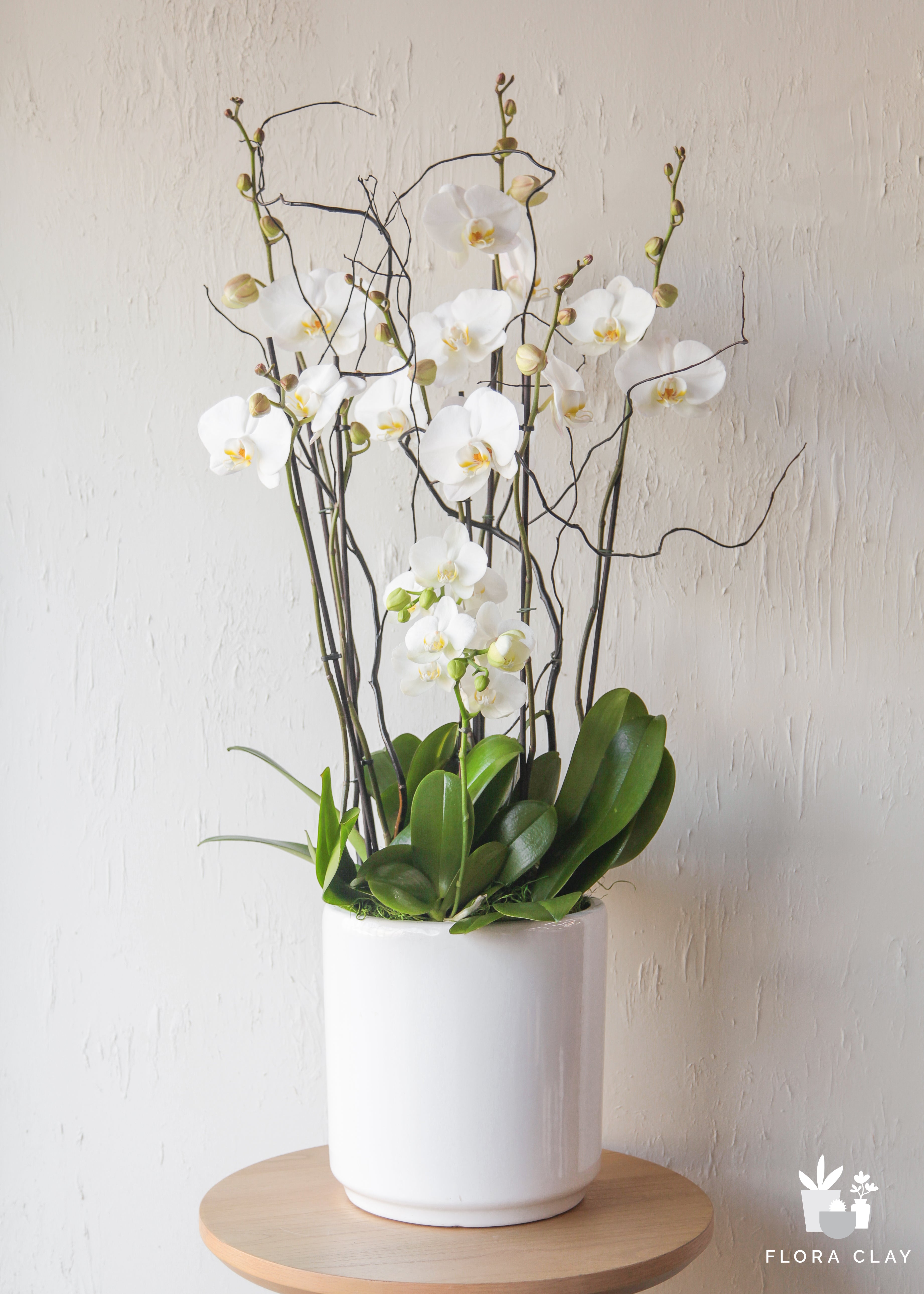 eternity-orchid-floraclay-1.jpg