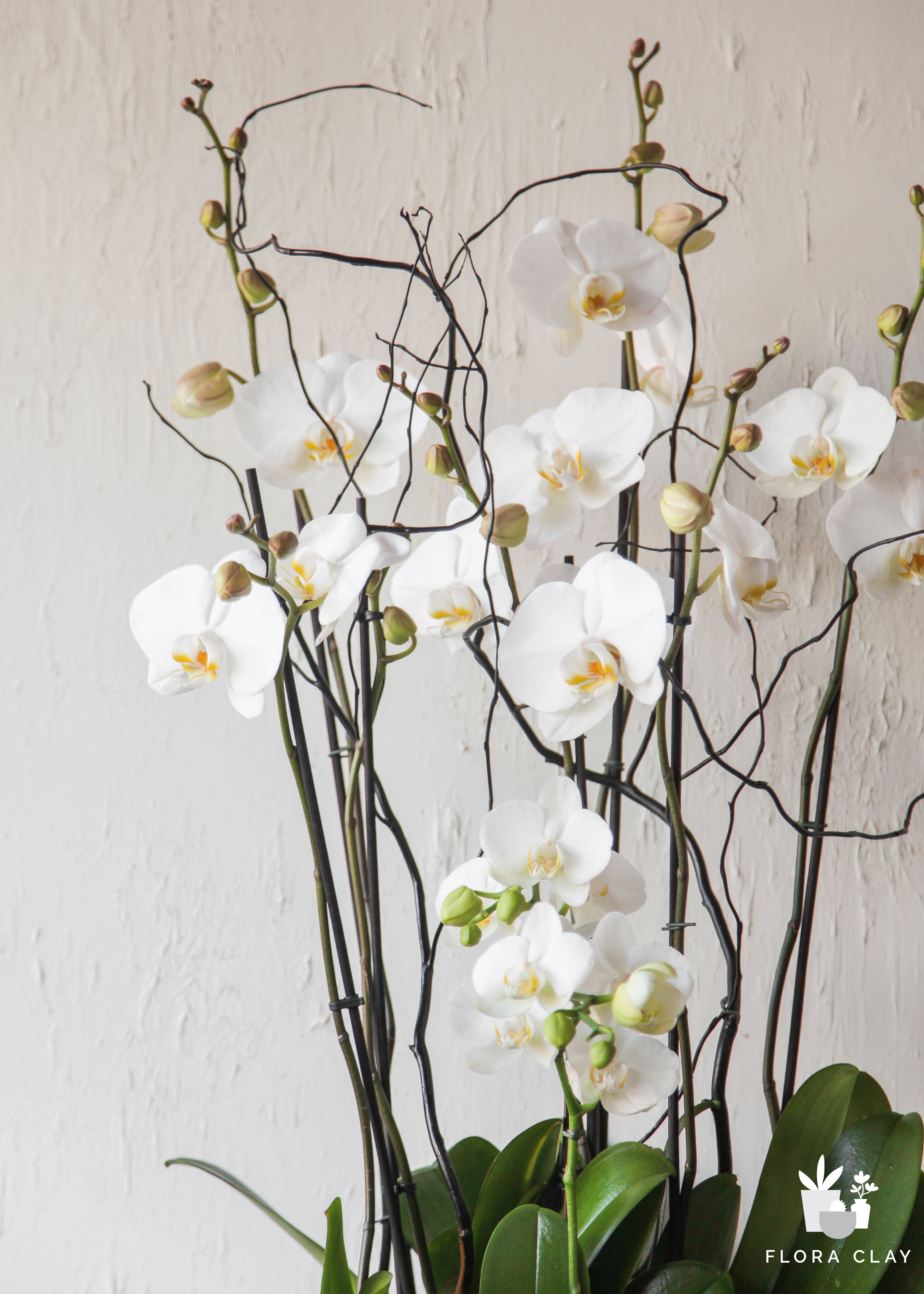 eternity-orchid-floraclay-2.jpg