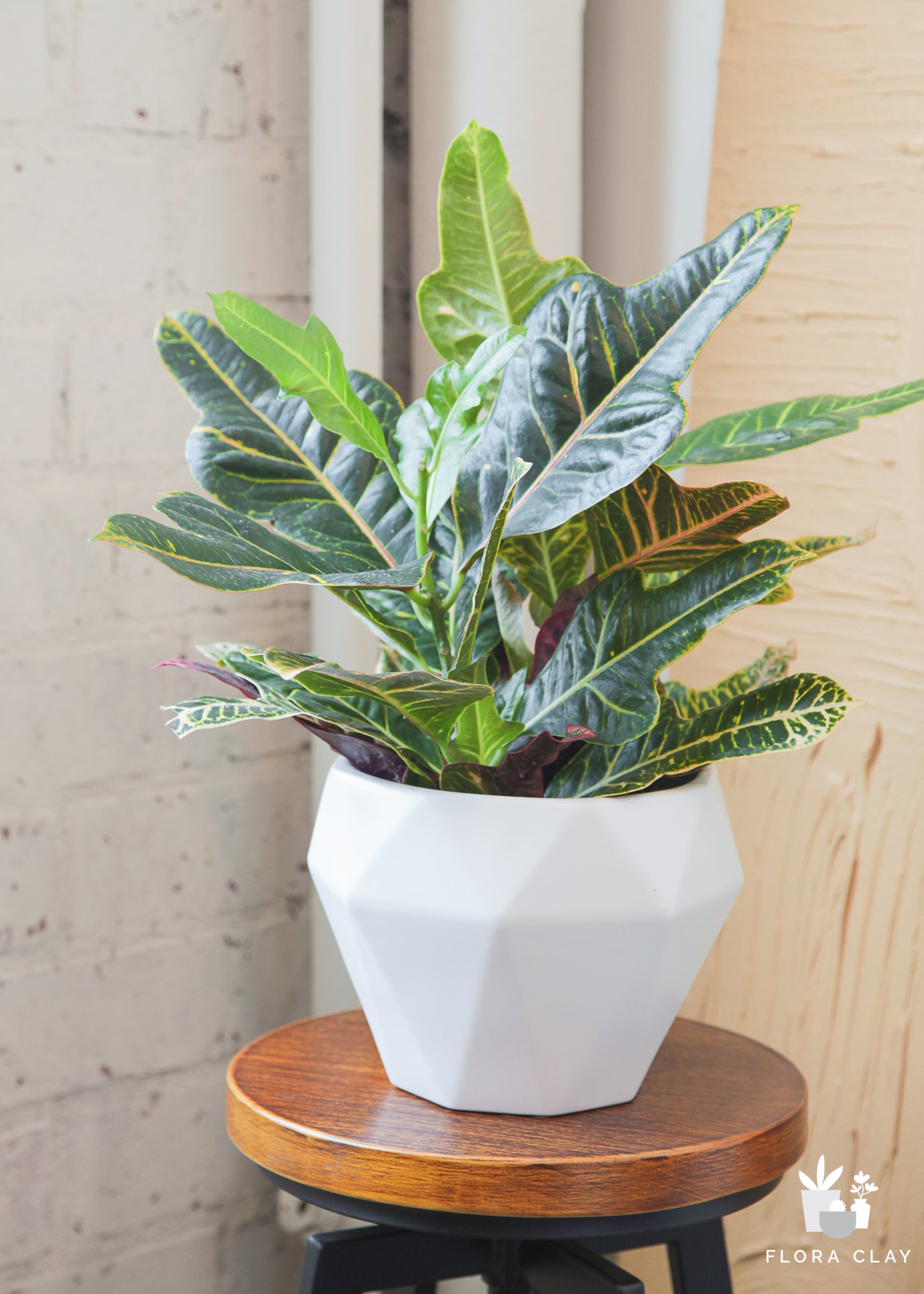 excellency-plant-arrangement-floraclay-2.jpg
