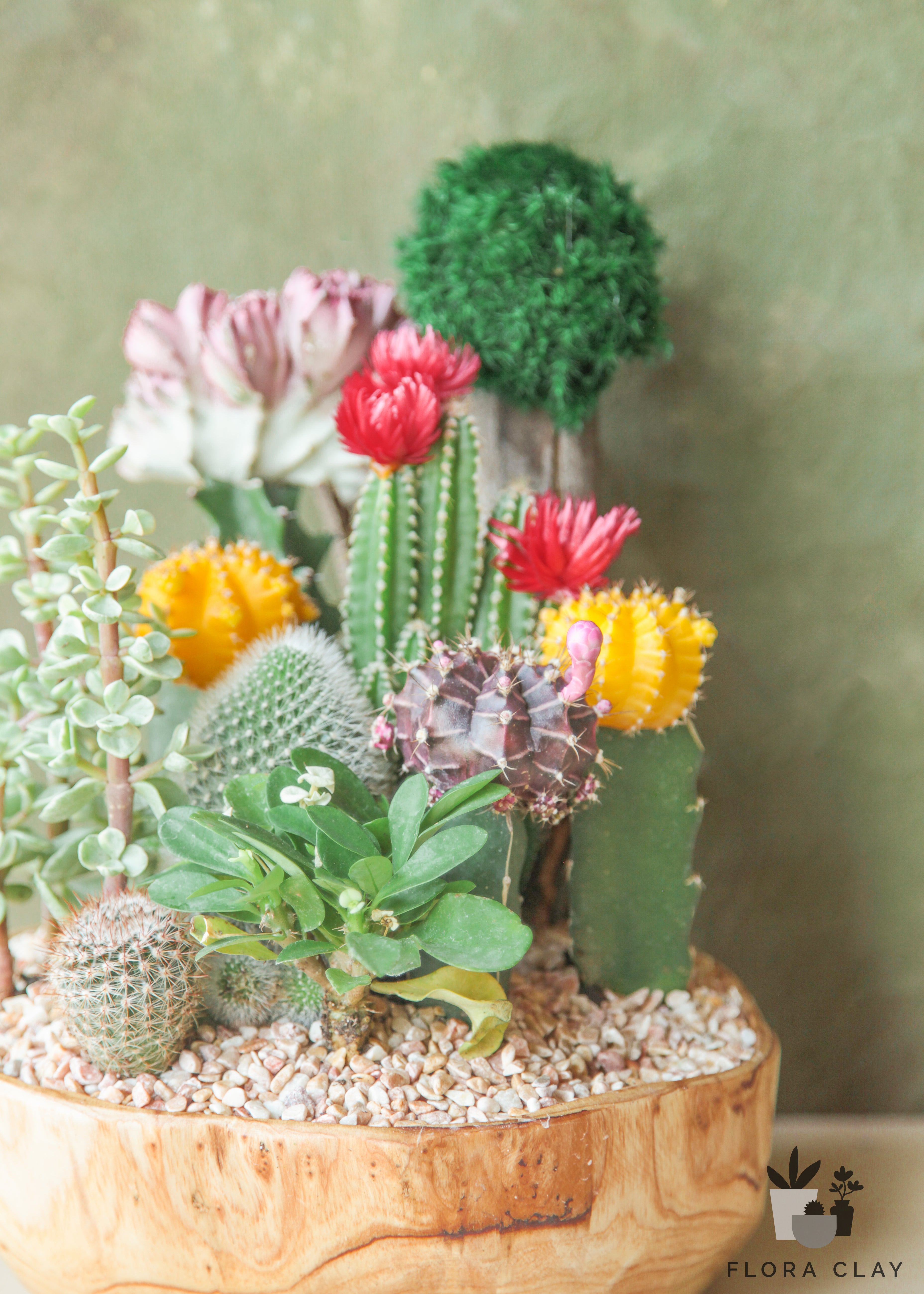 cactus and succulents arrangement Family Picture