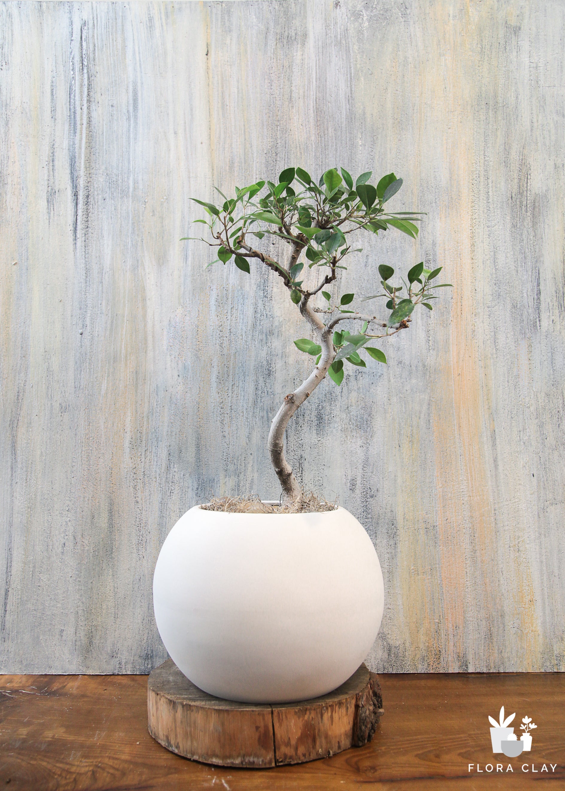 ficus-bonsai-white-2.jpg