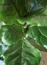 Ficus Lyrata in Blue Grey