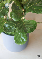 Ficus Lyrata in Blue Grey