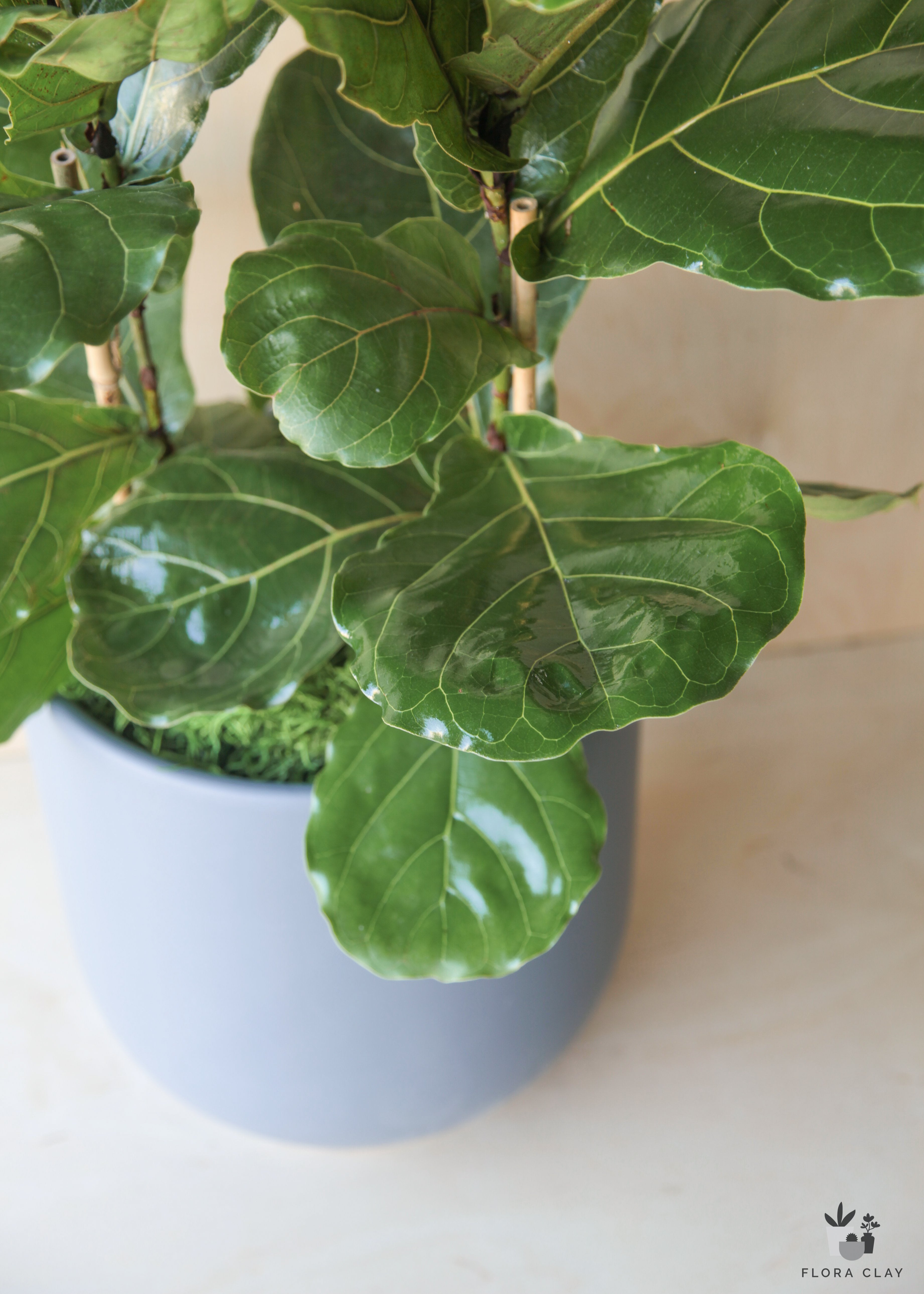 ficus-lyrata-blue-grey-plant-arrangement-floraclay-2.jpg