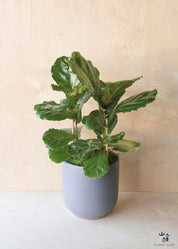 Ficus Lyrata in Blue Grey