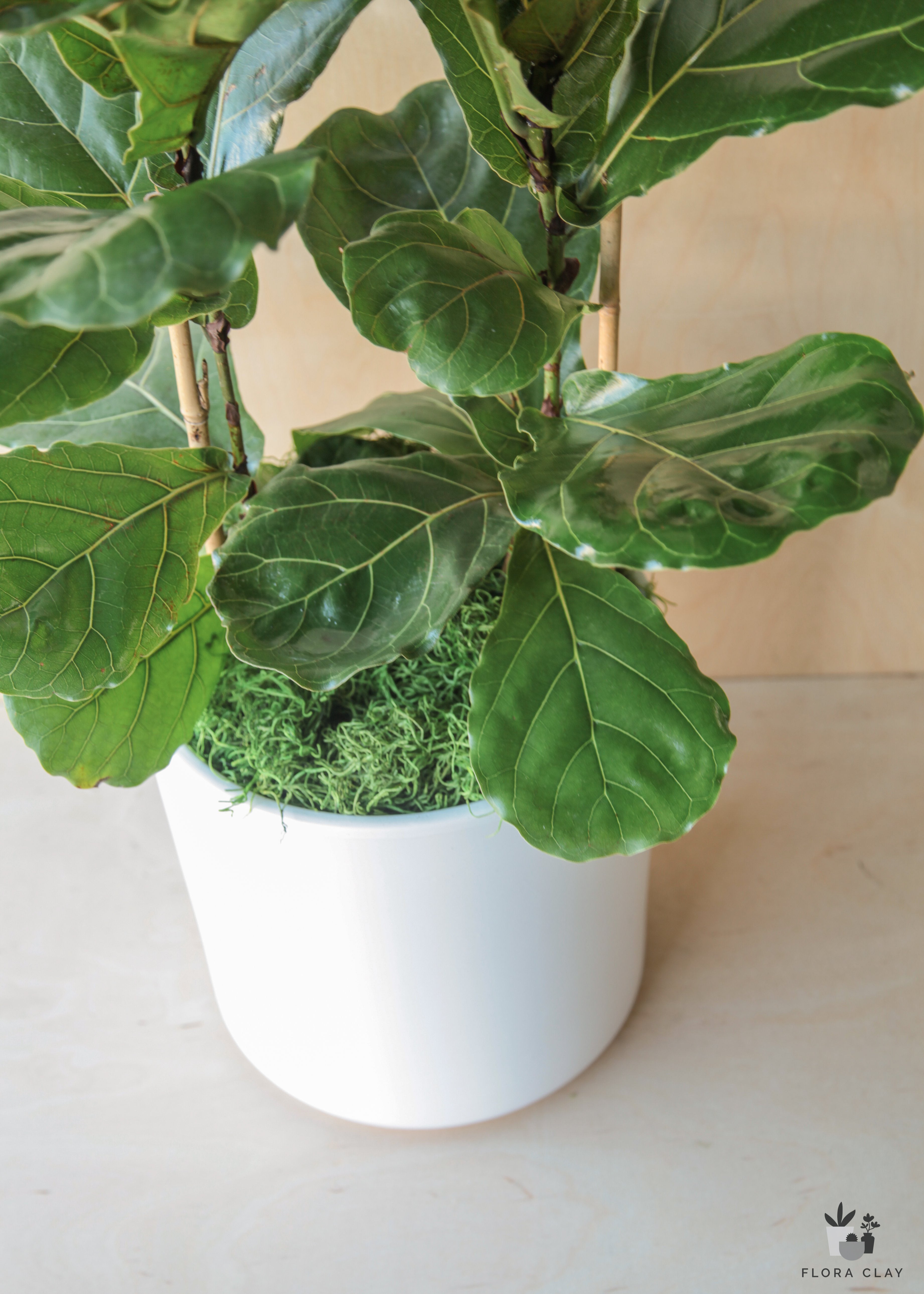 Ficus Lyrata In White Ceramic