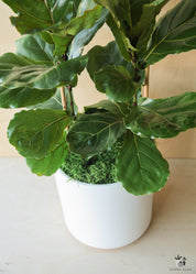 Ficus Lyrata In White Ceramic