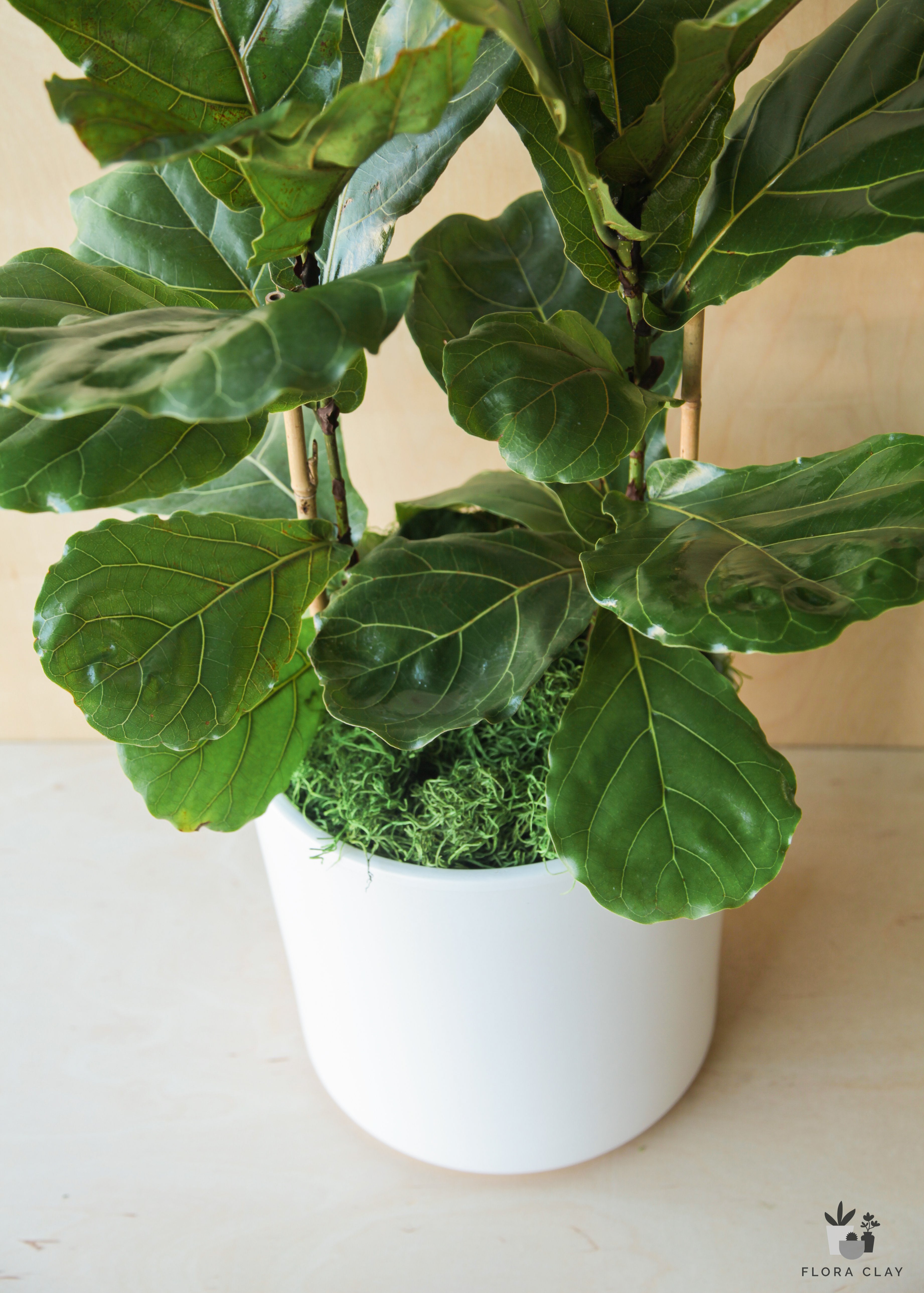 Ficus Lyrata In White Ceramic