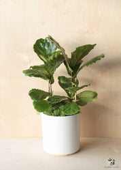 Ficus Lyrata In White Ceramic