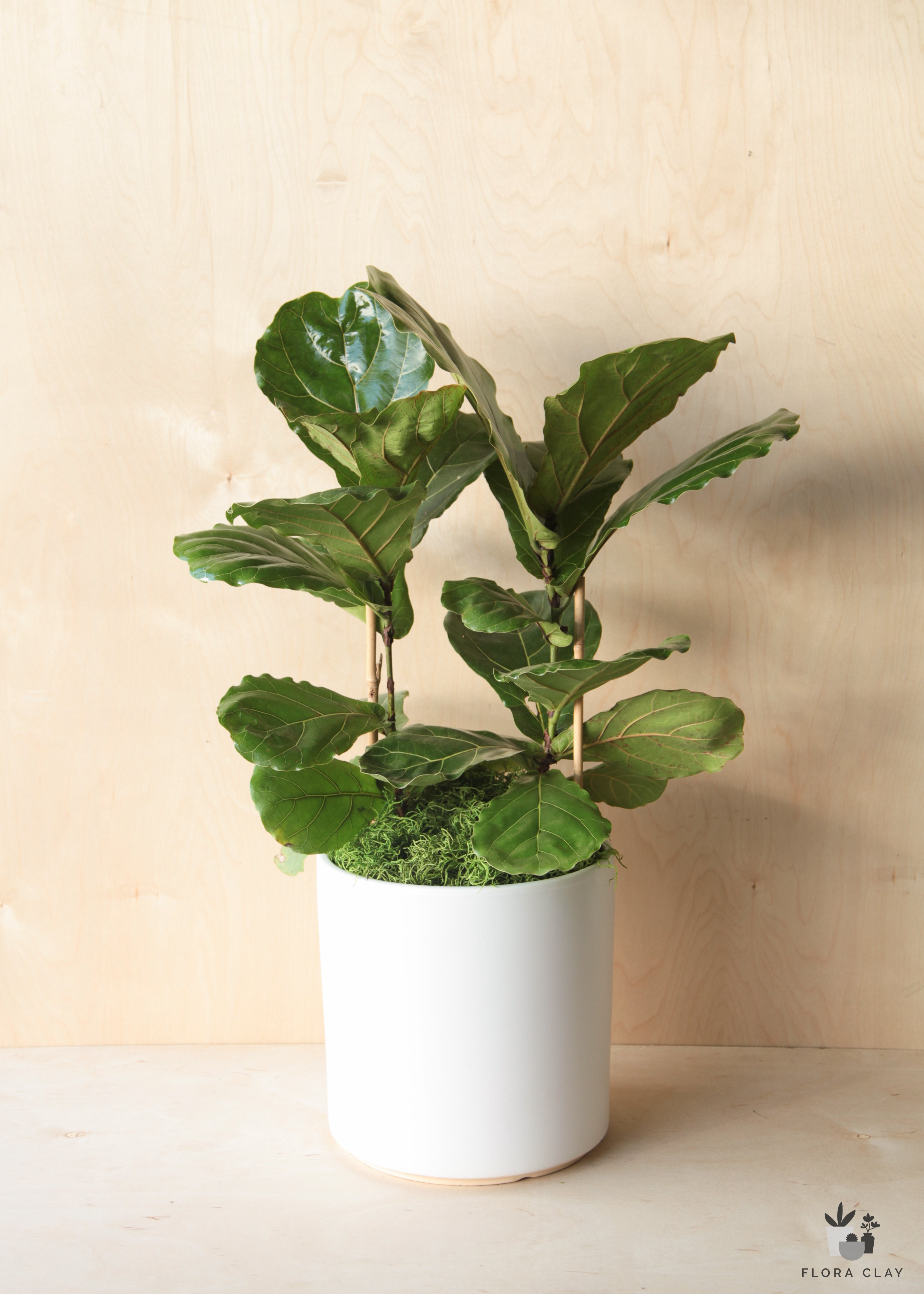 Ficus Lyrata In White Ceramic