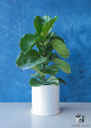 Ficus Lyrata in White Ceramic