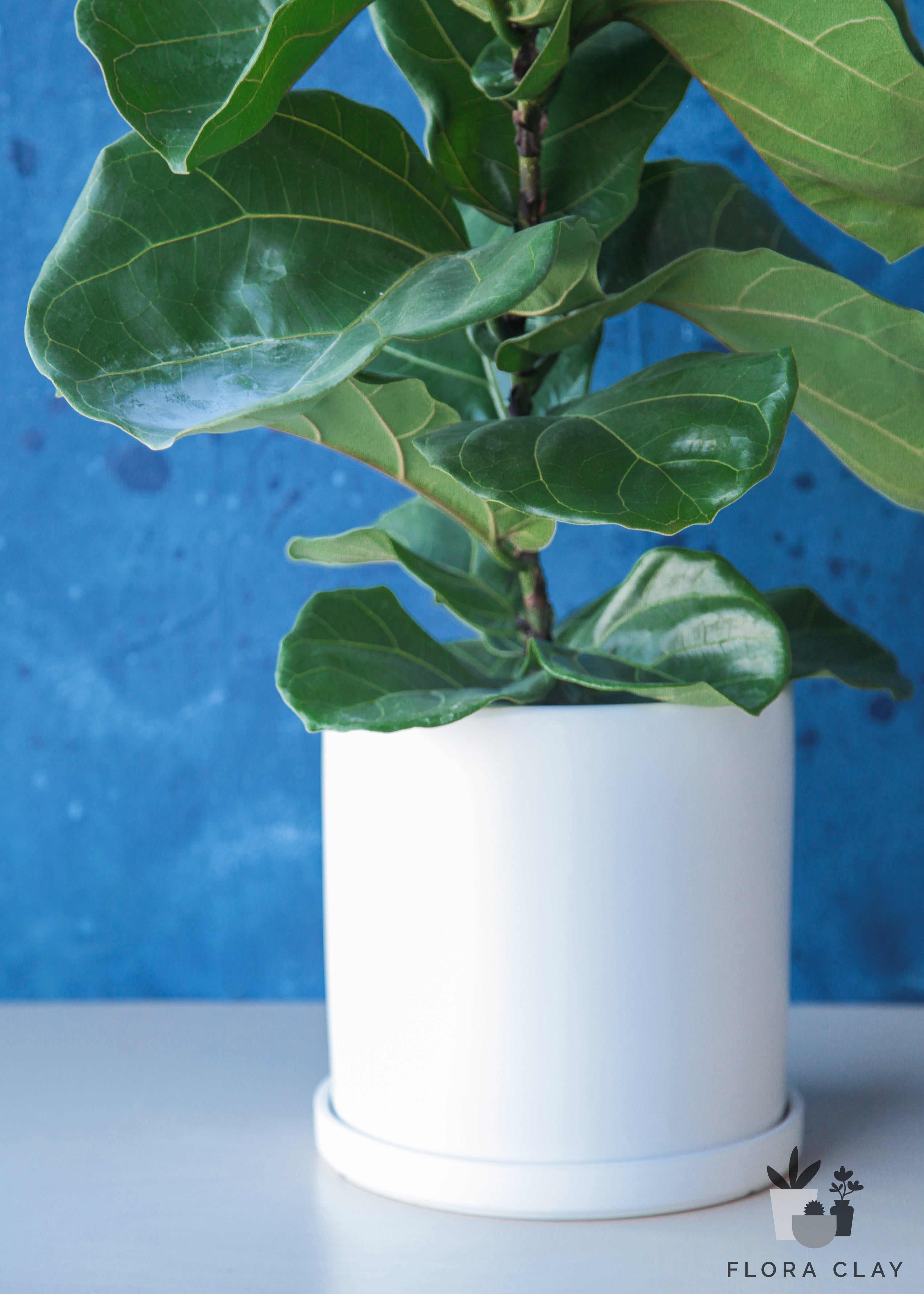 Ficus Lyrata in White Ceramic