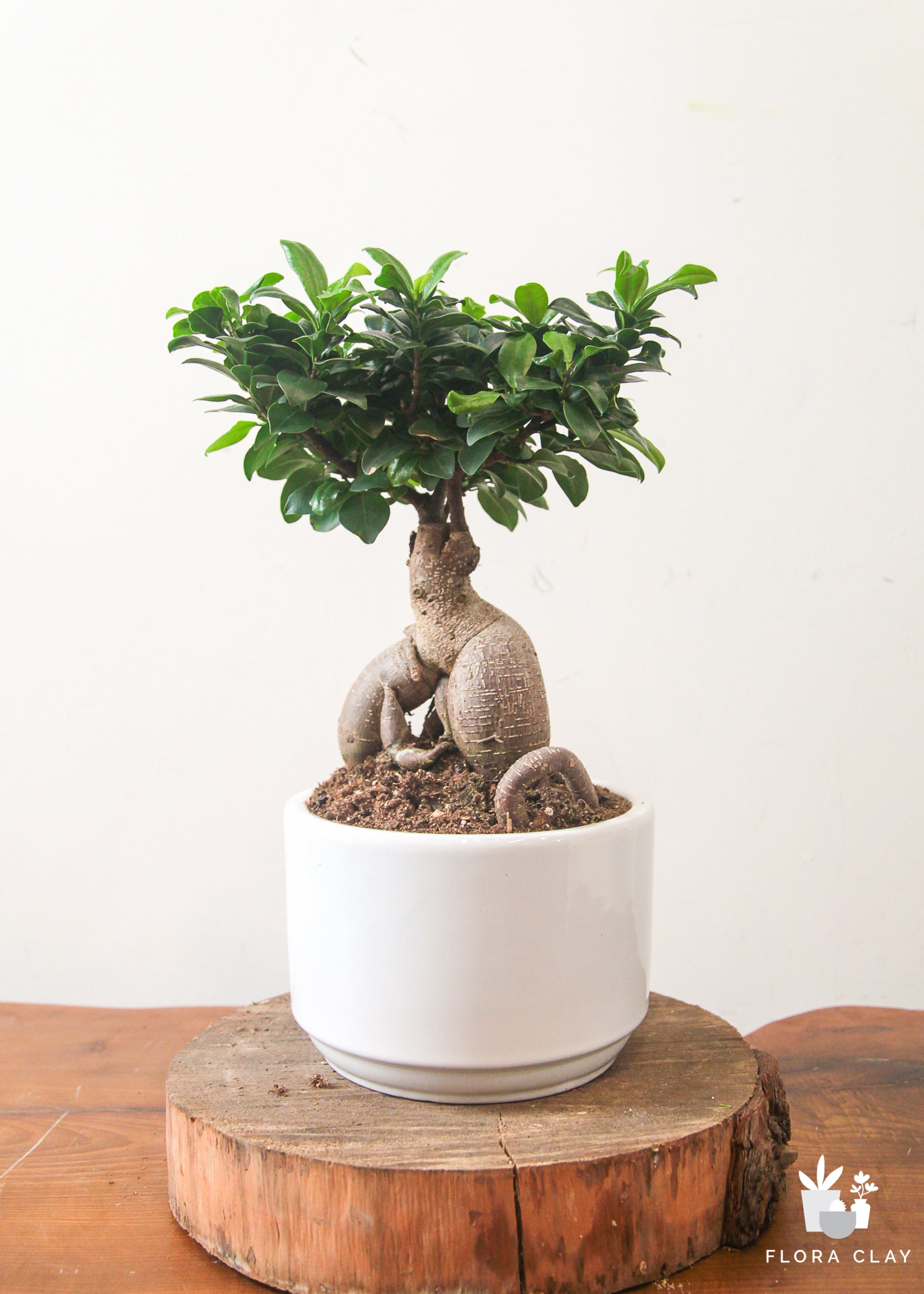 A Ficus Ginseng plant with dense green leaves, presented in a matte texture white ceramic pot, placed on a wooden surface.