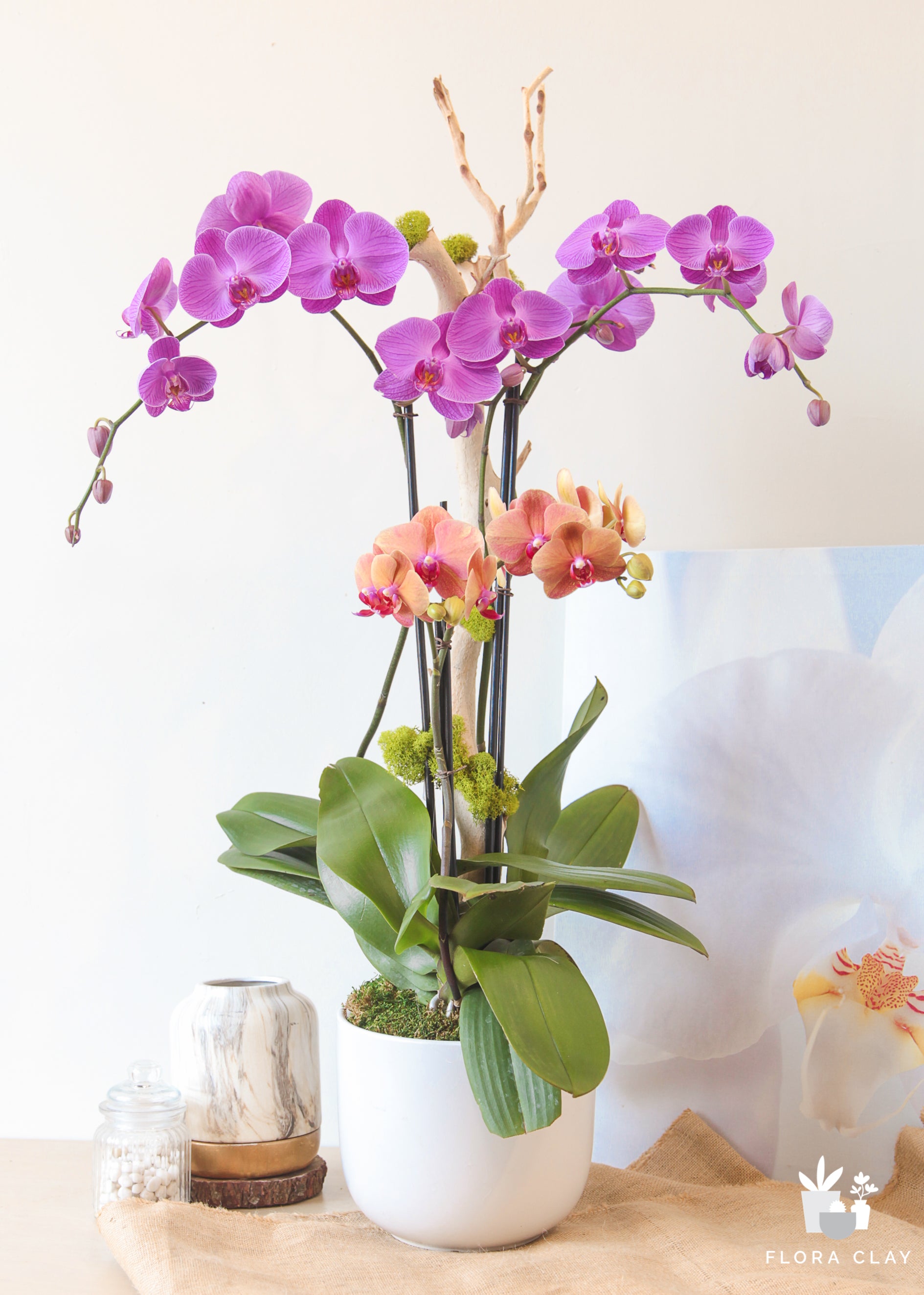 flamingo-orchid-arrangement-floraclay-1.jpg