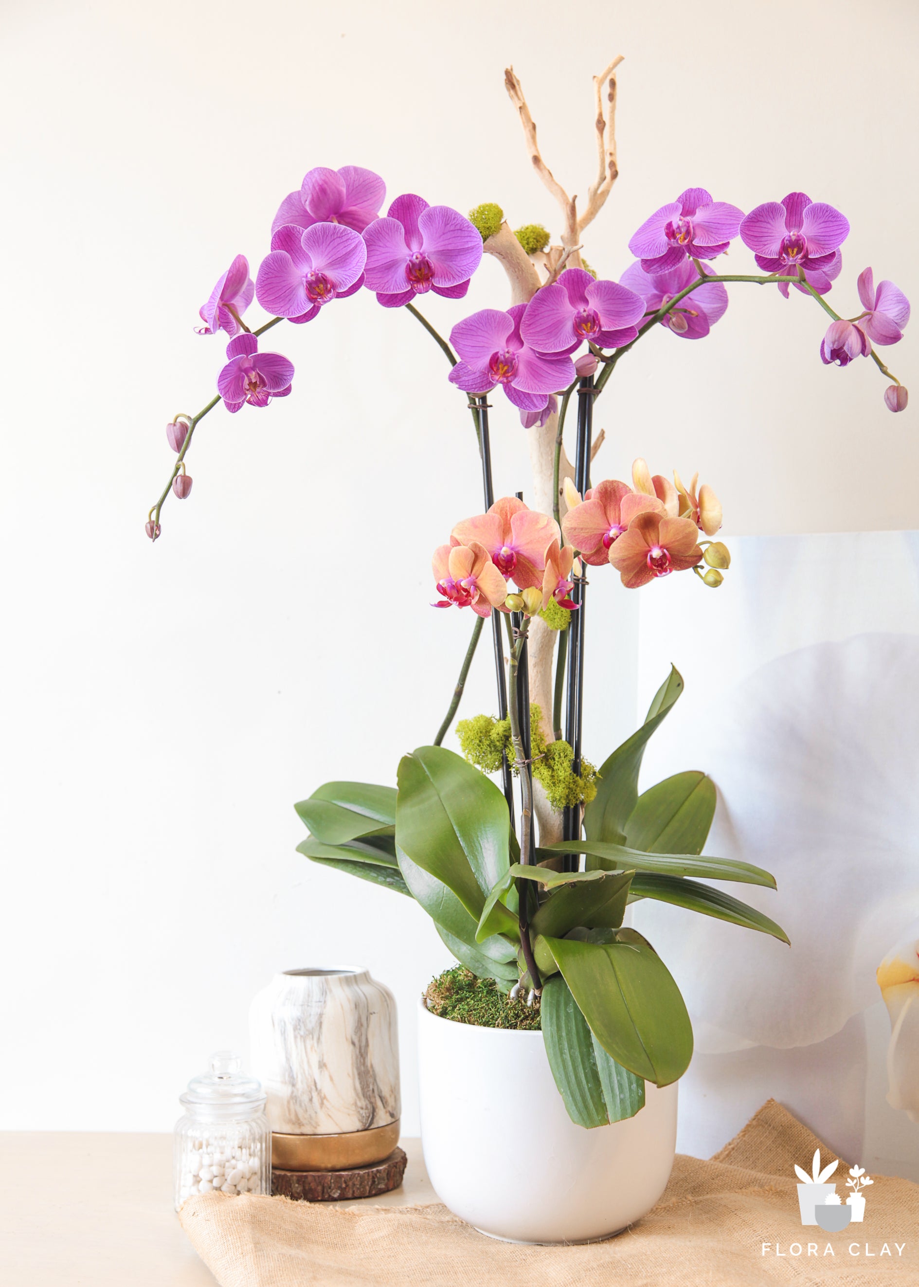 flamingo-orchid-arrangement-floraclay-2.jpg